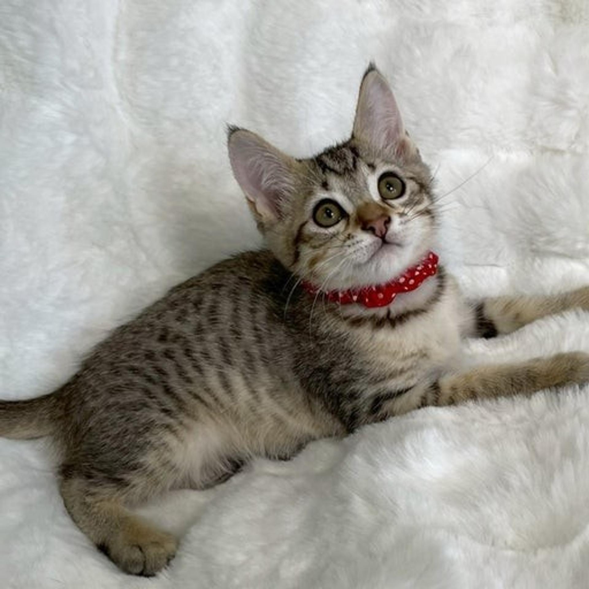 pet-image-4