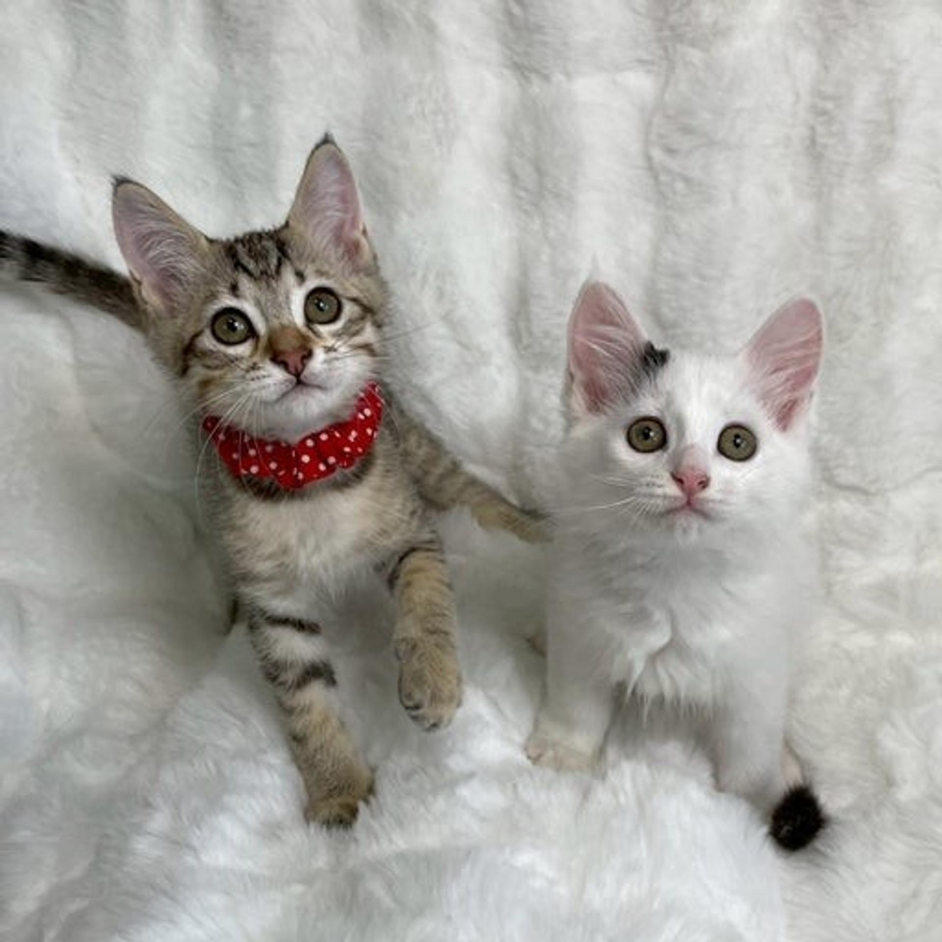pet-image-5
