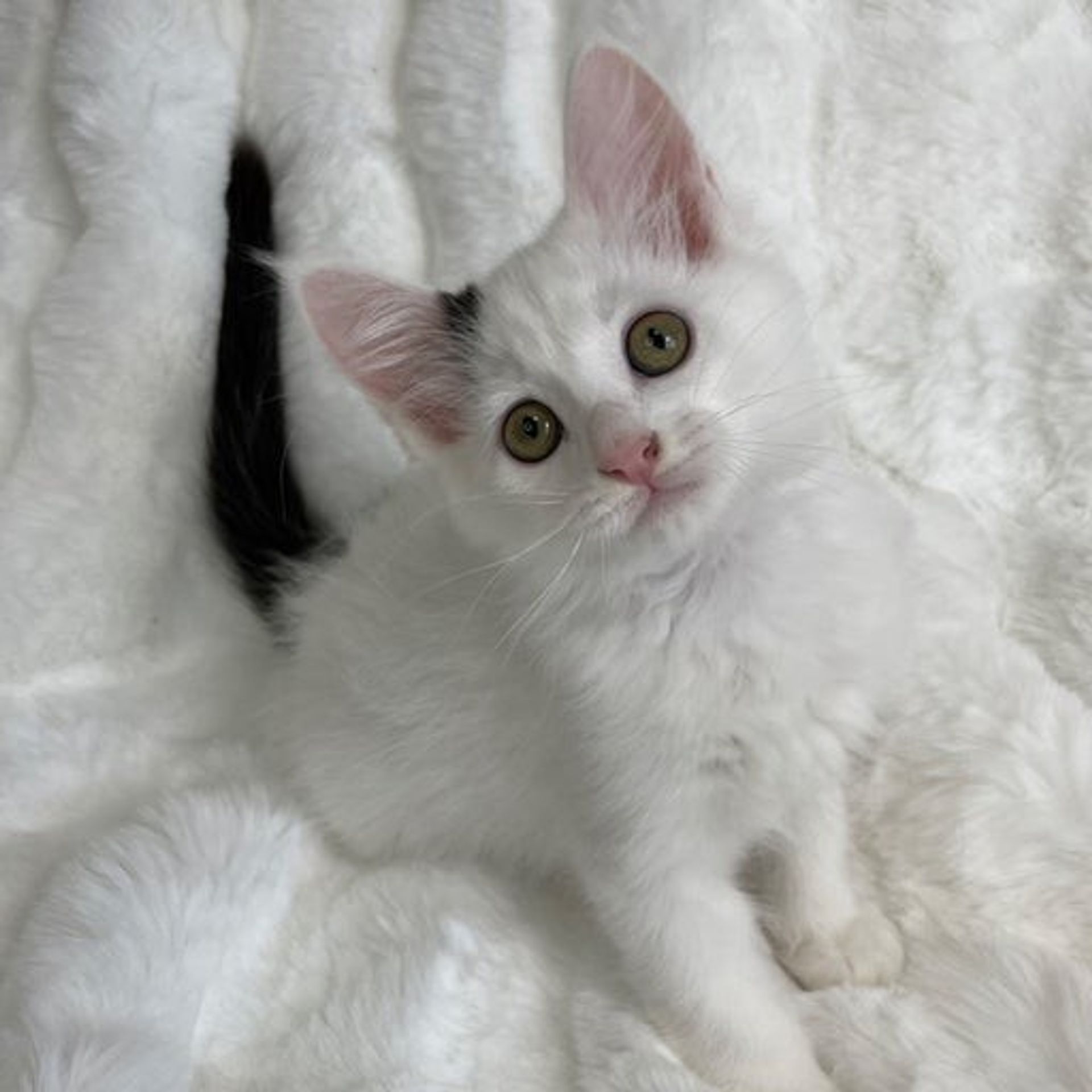 雑種（ミックス猫）・メスの里親募集の写真