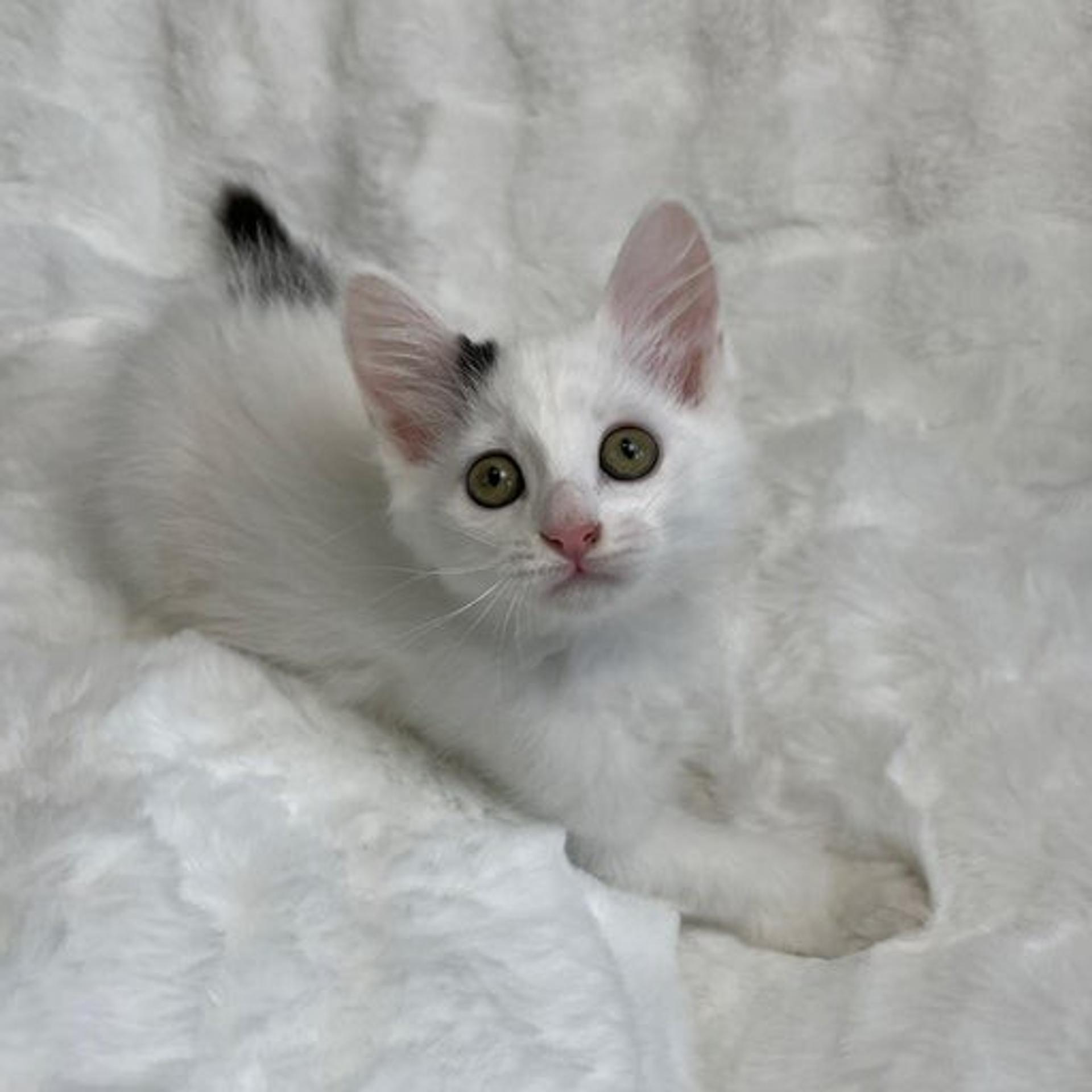 pet-image-4