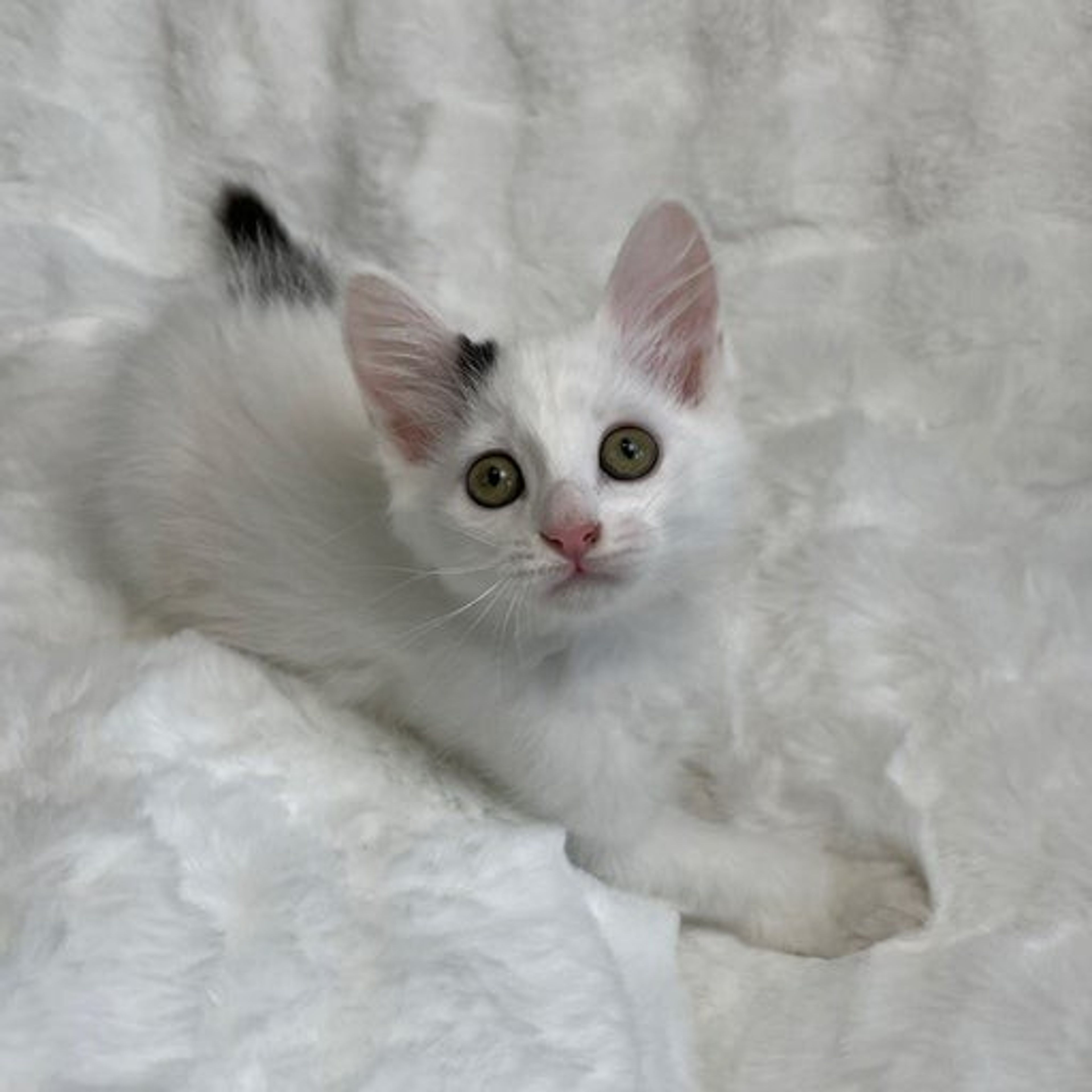 pet-image-4