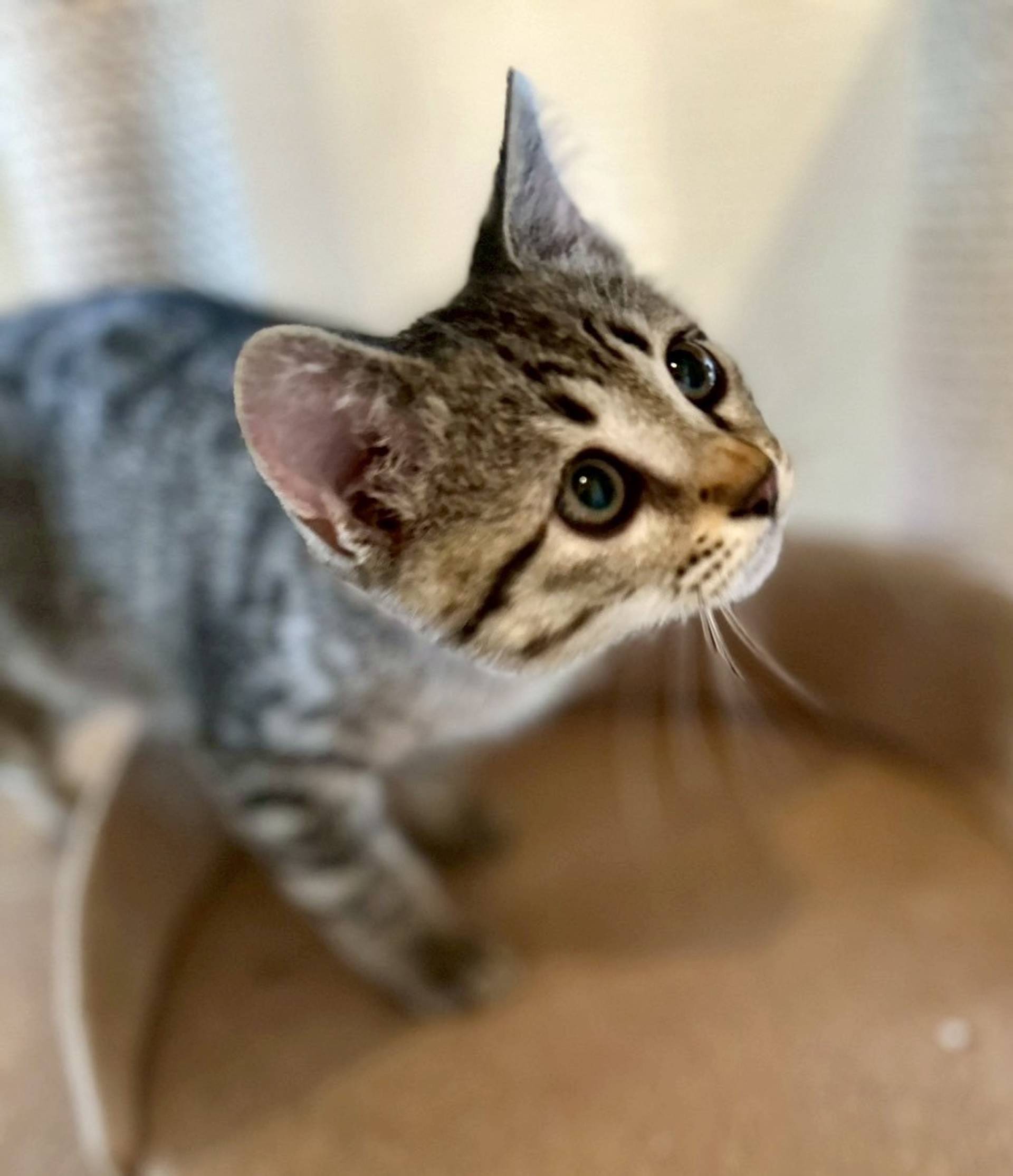 雑種（ミックス猫）・オスの里親募集の写真