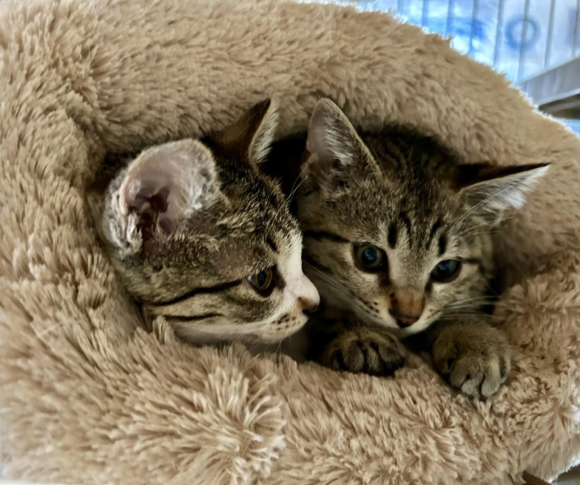 pet-image-4