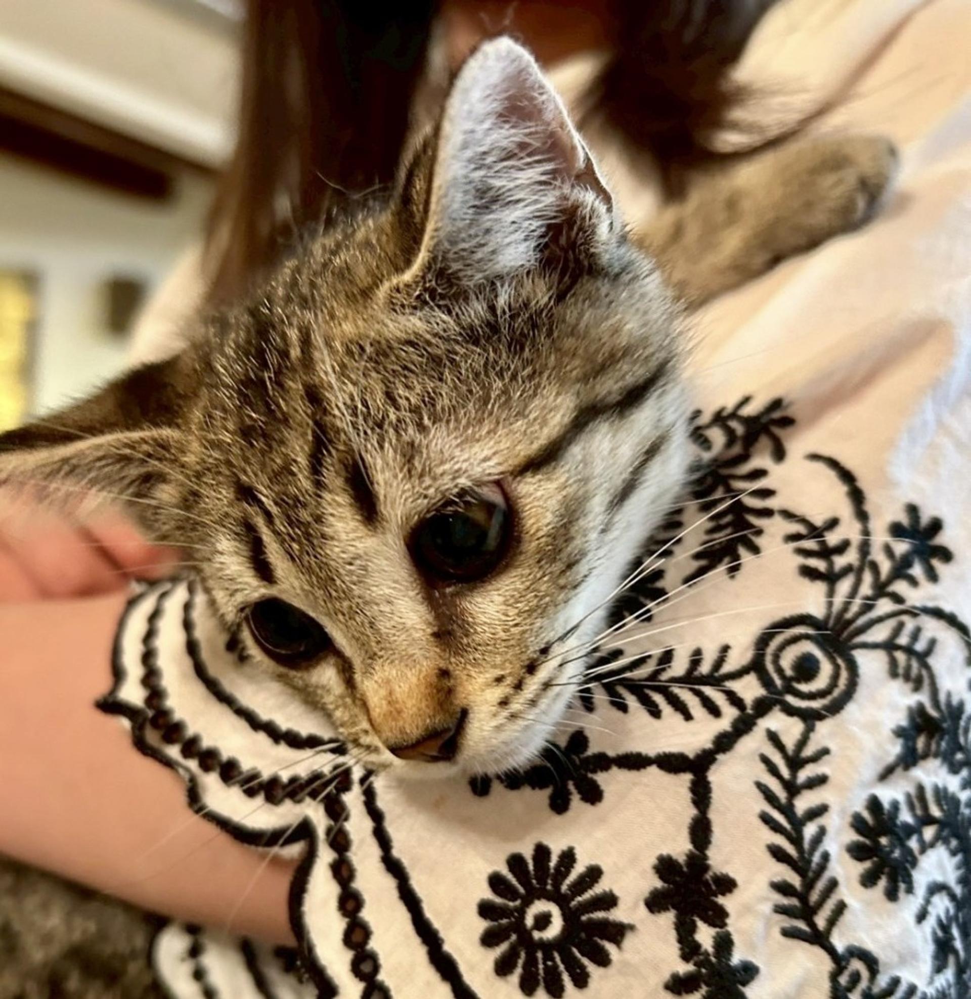 pet-image-5