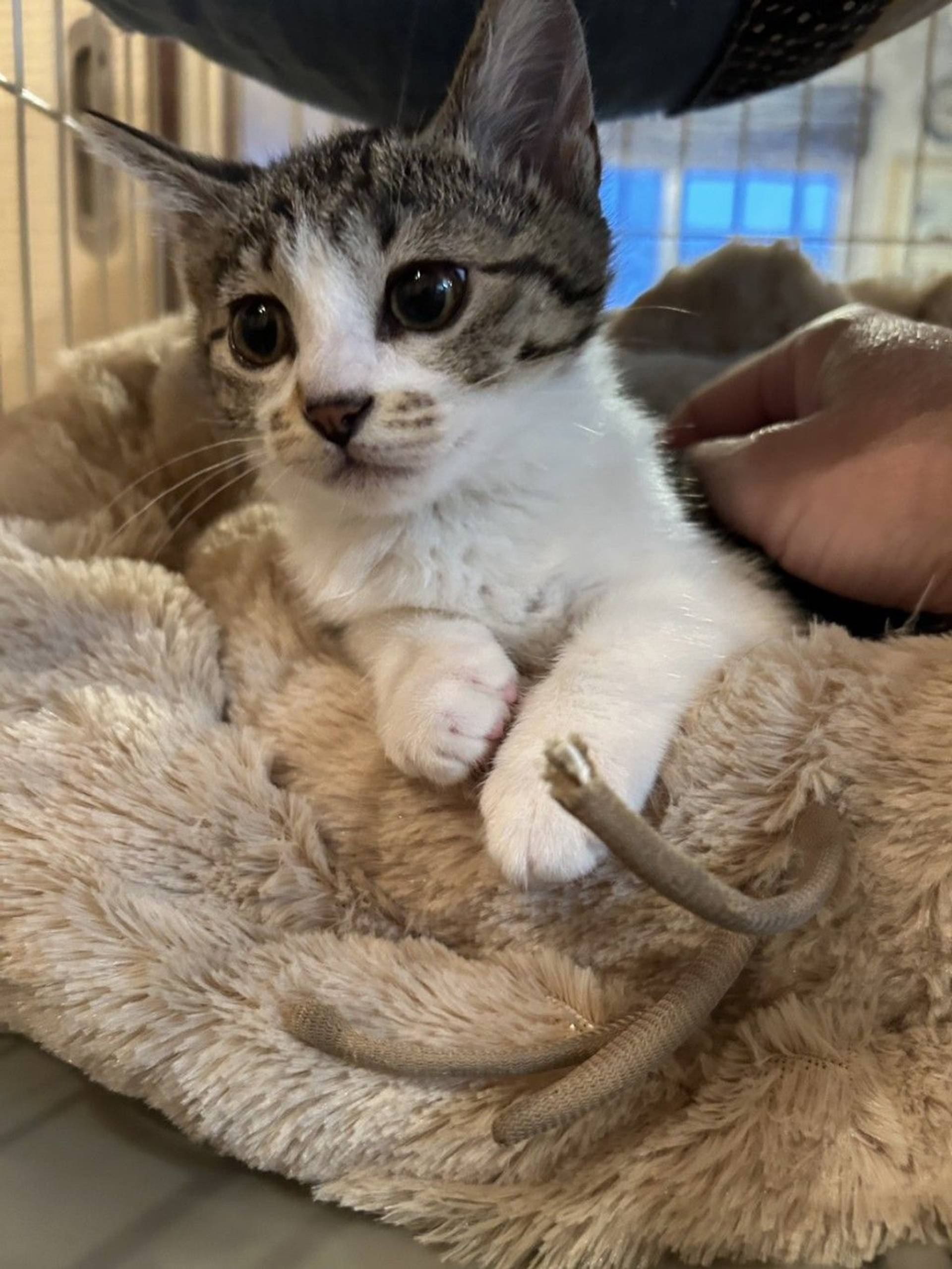 雑種（ミックス猫）・メスの里親募集の写真