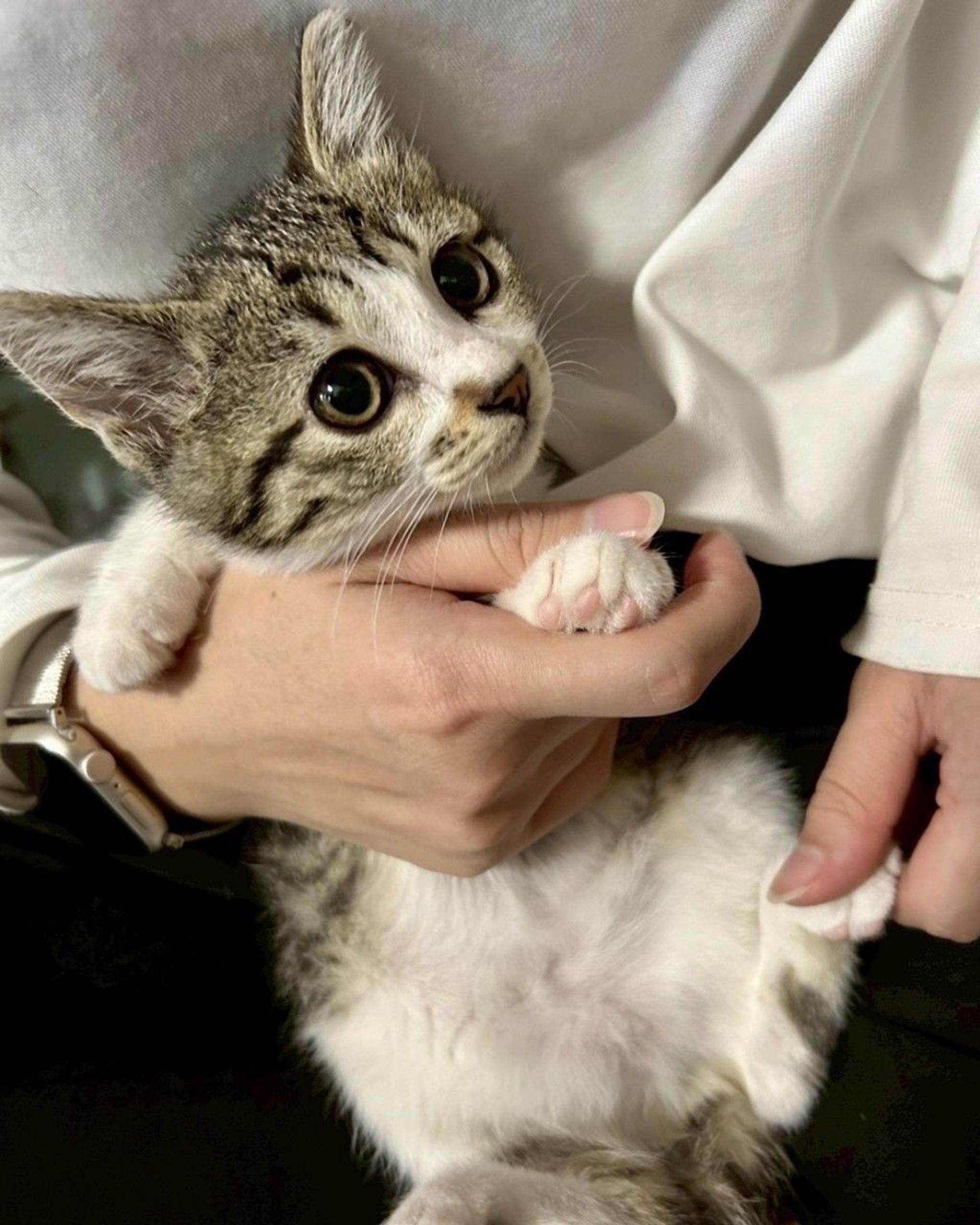 pet-image-3