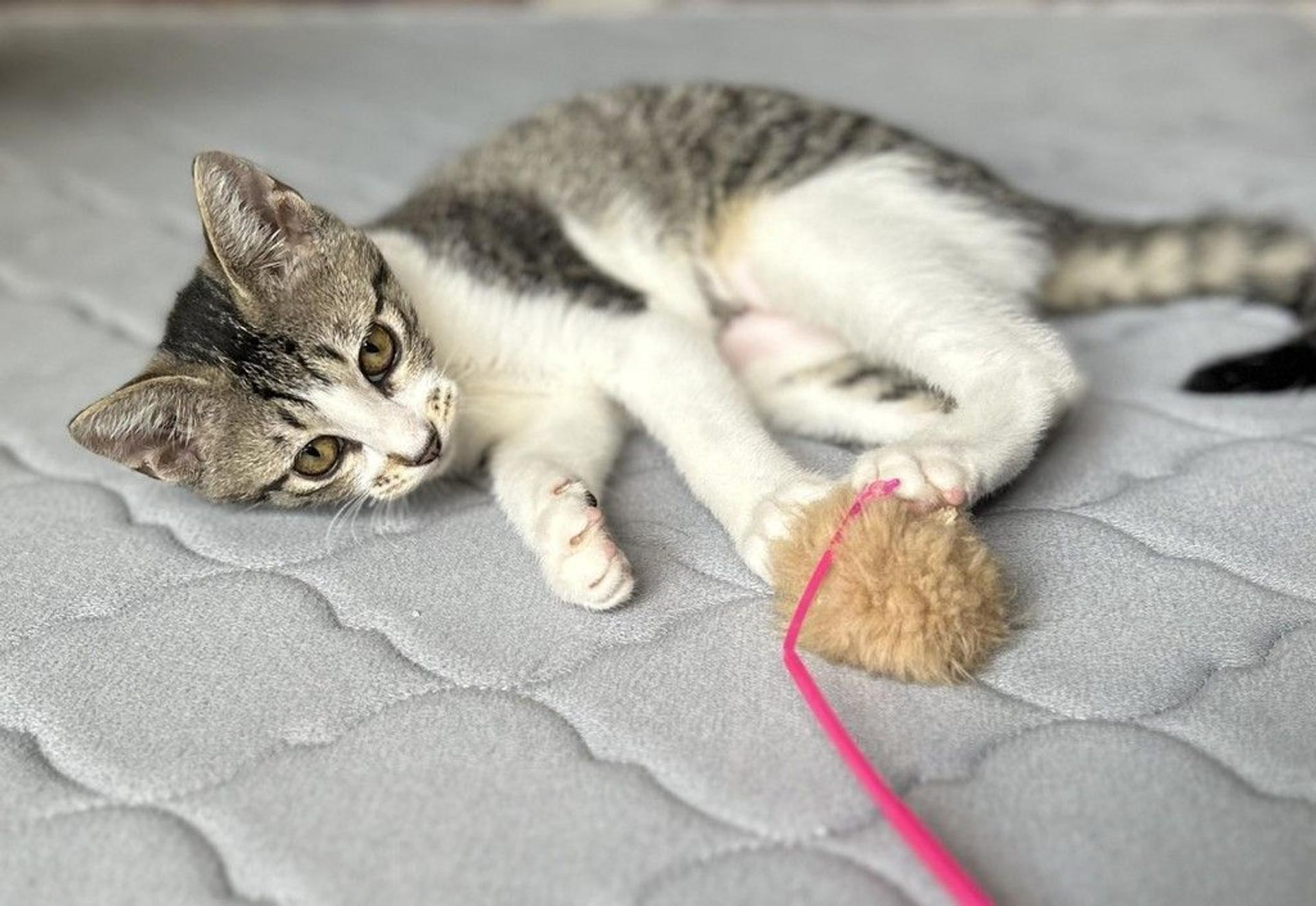 pet-image-2