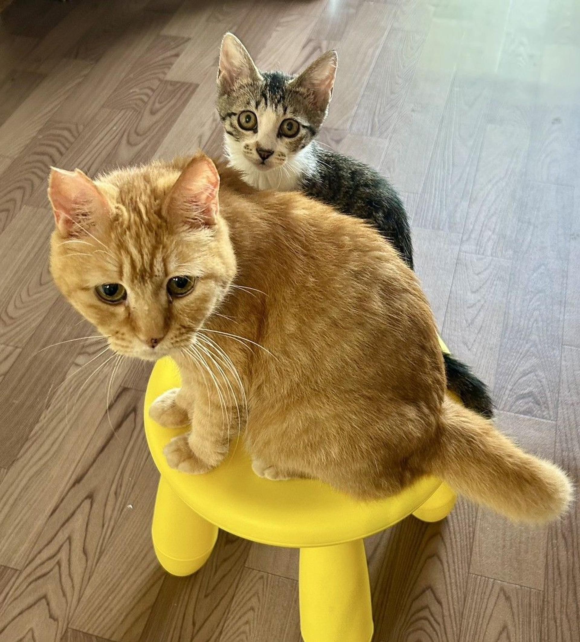 pet-image-7