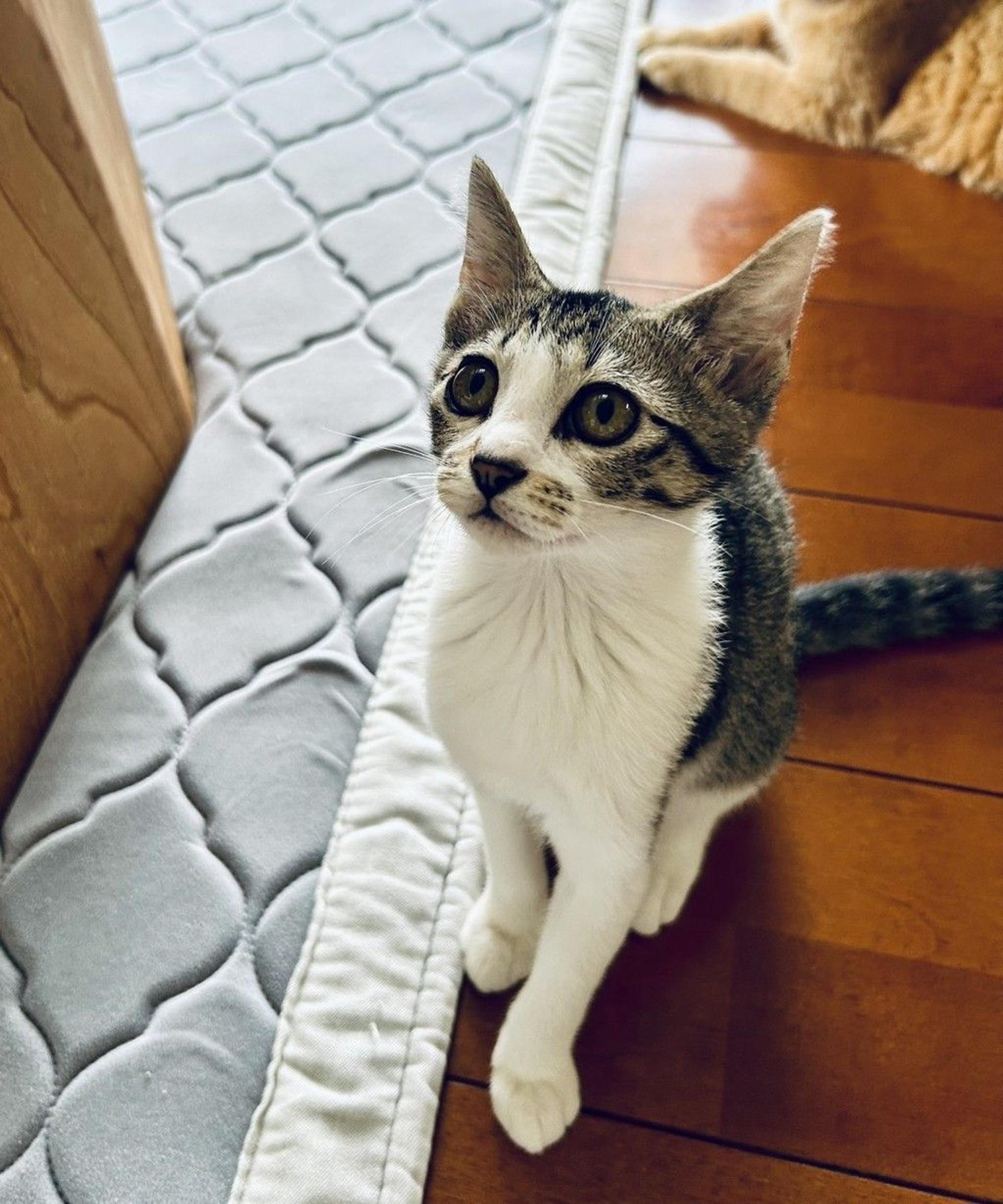 pet-image-5