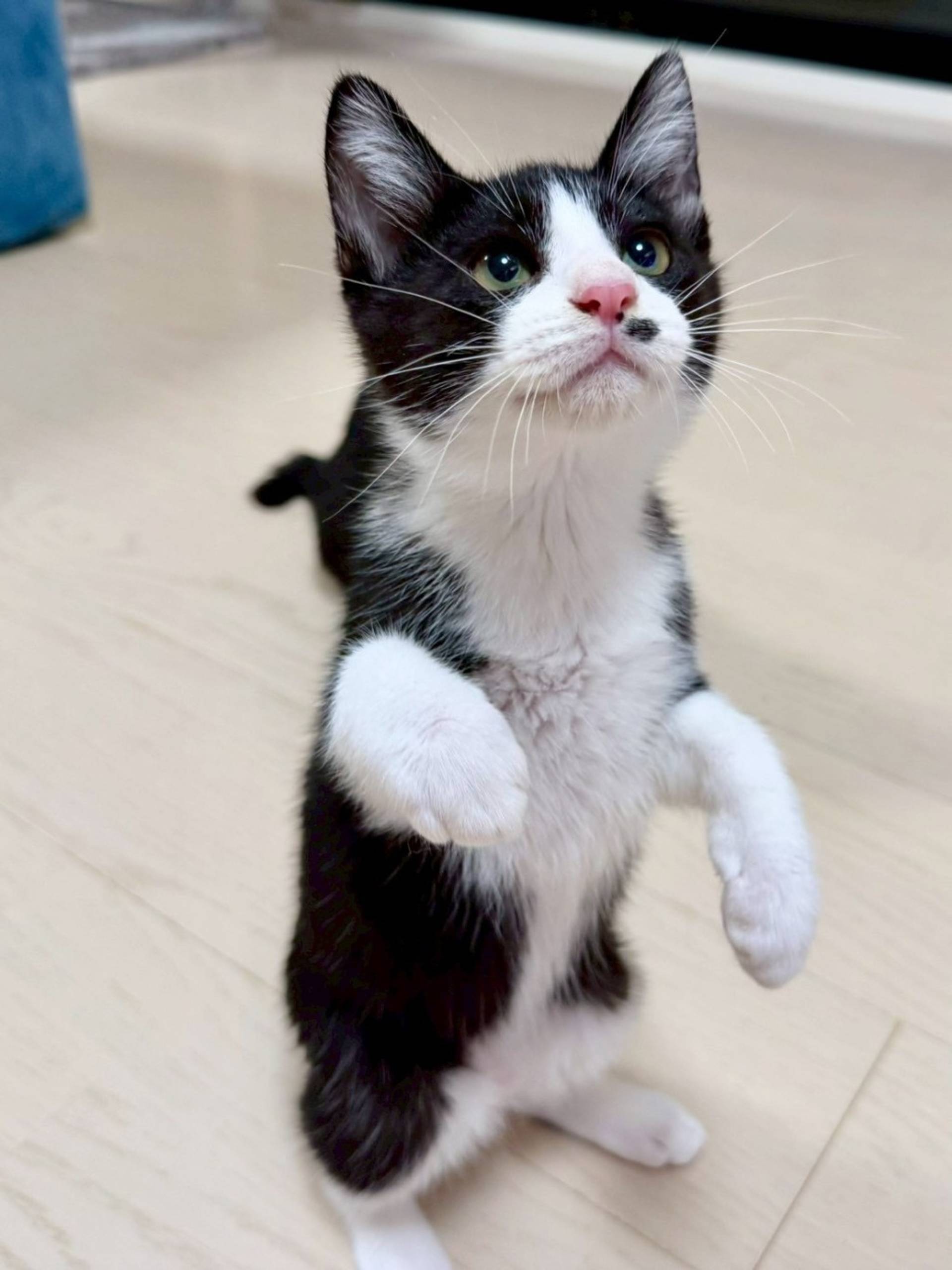 雑種（ミックス猫）・オスの里親募集の写真