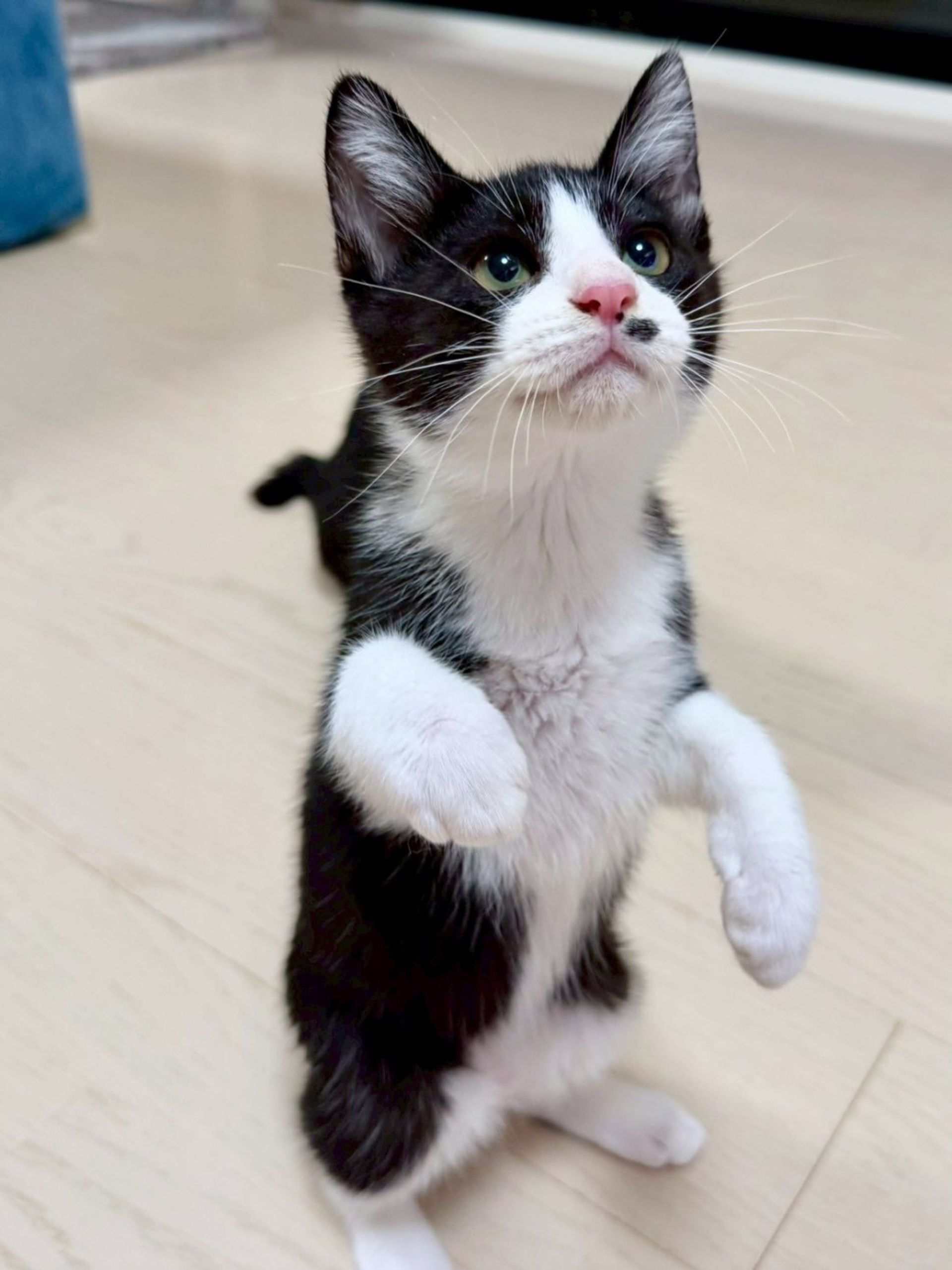 雑種（ミックス猫）・オスの里親募集の写真
