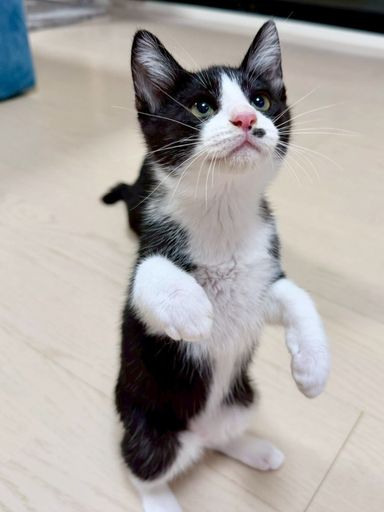 トト