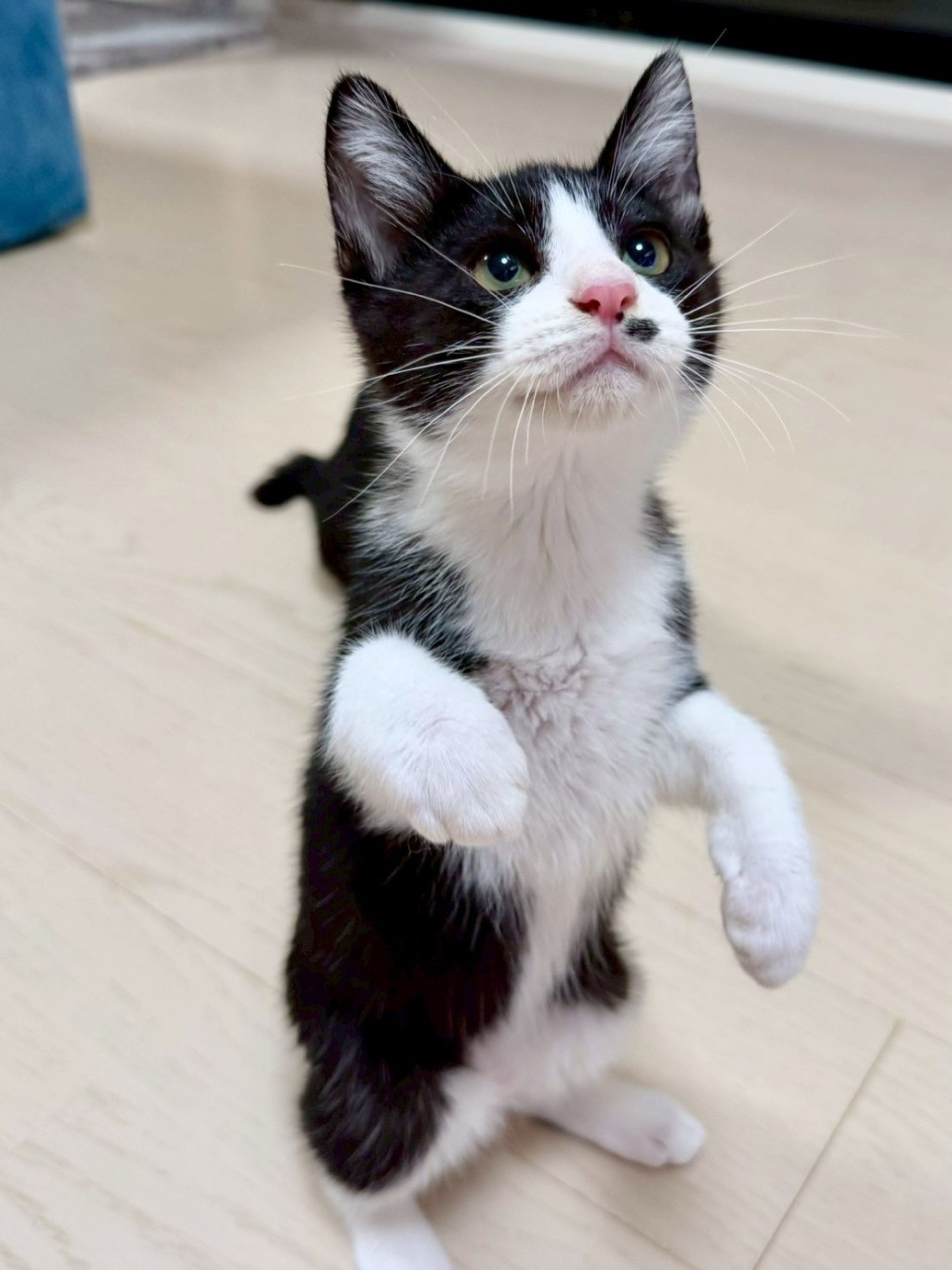 雑種（ミックス猫）・オスの里親募集の写真