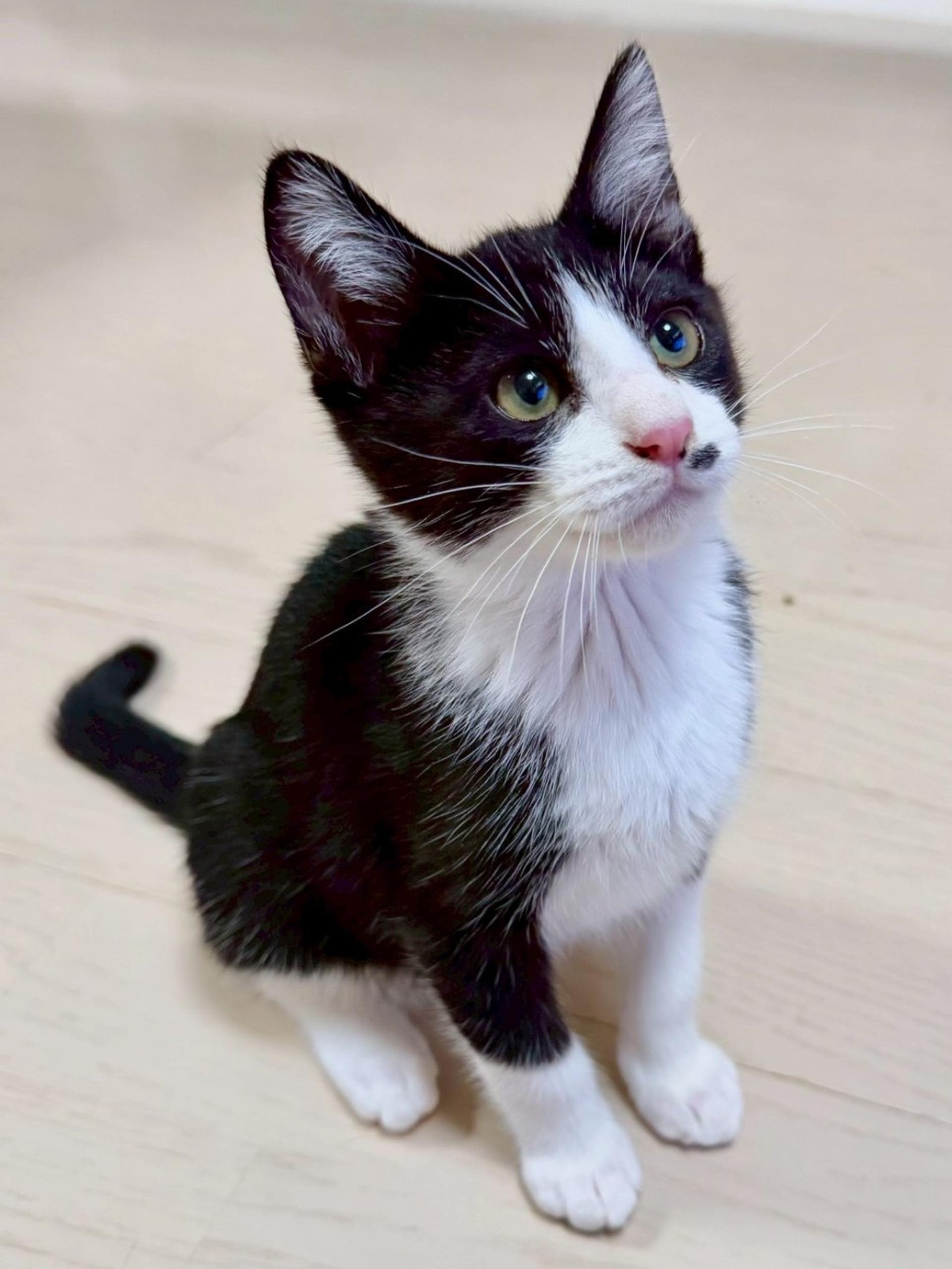 pet-image-2