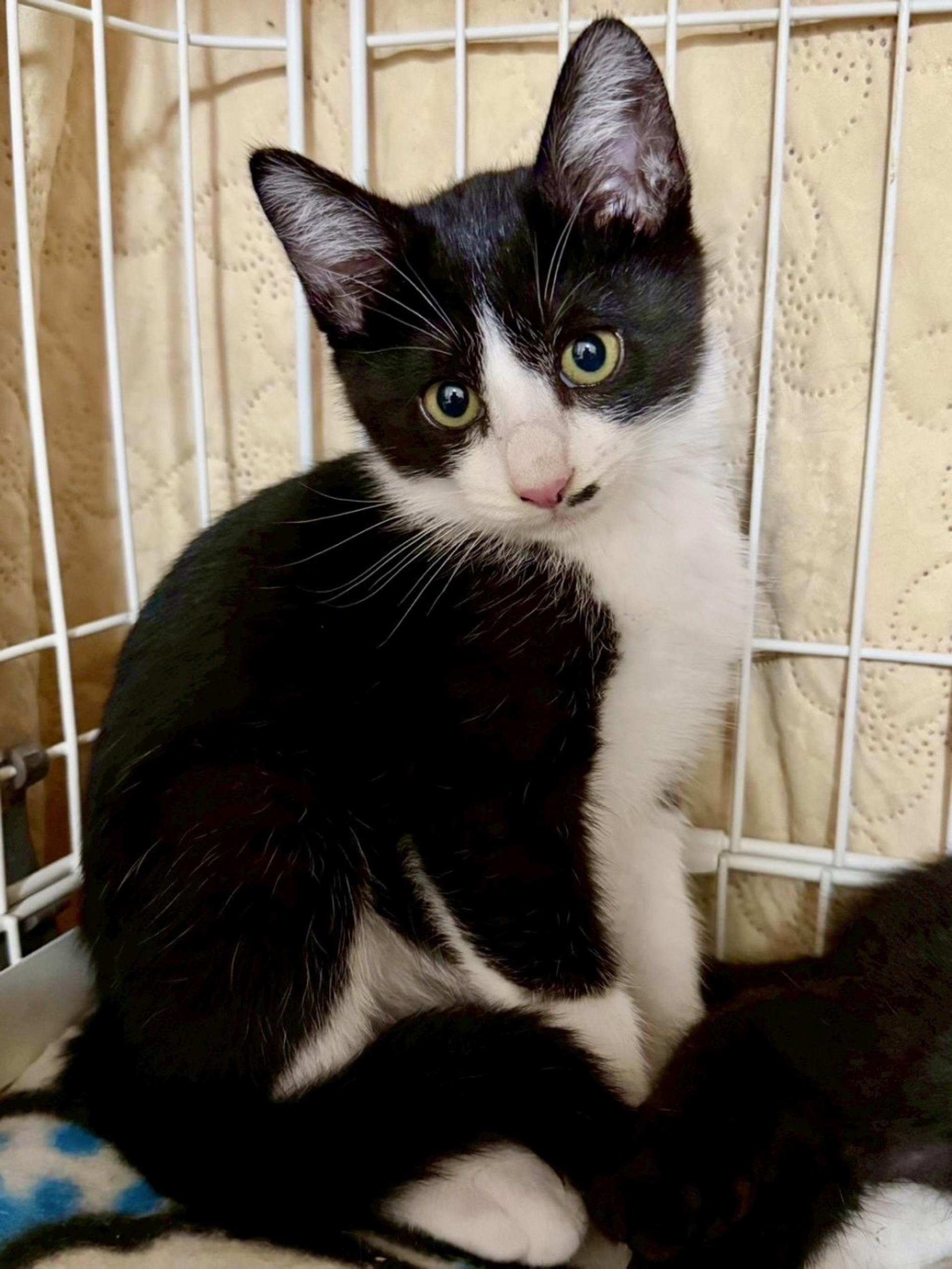 pet-image-3