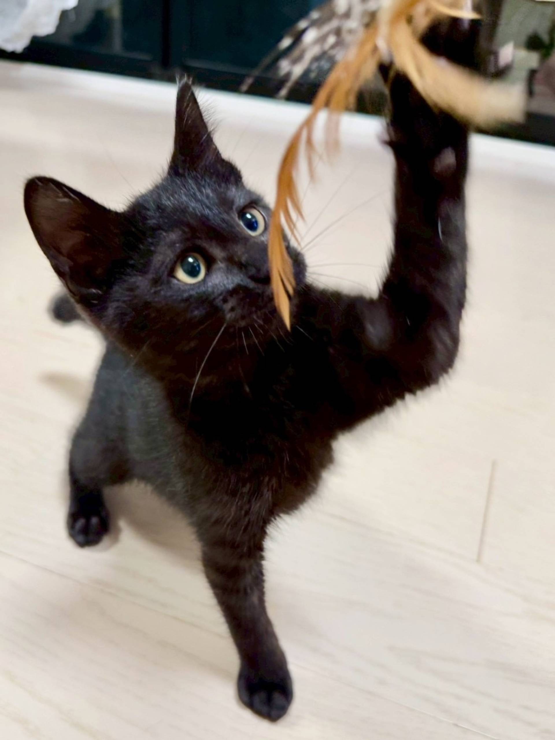 雑種（ミックス猫）・オスの里親募集の写真