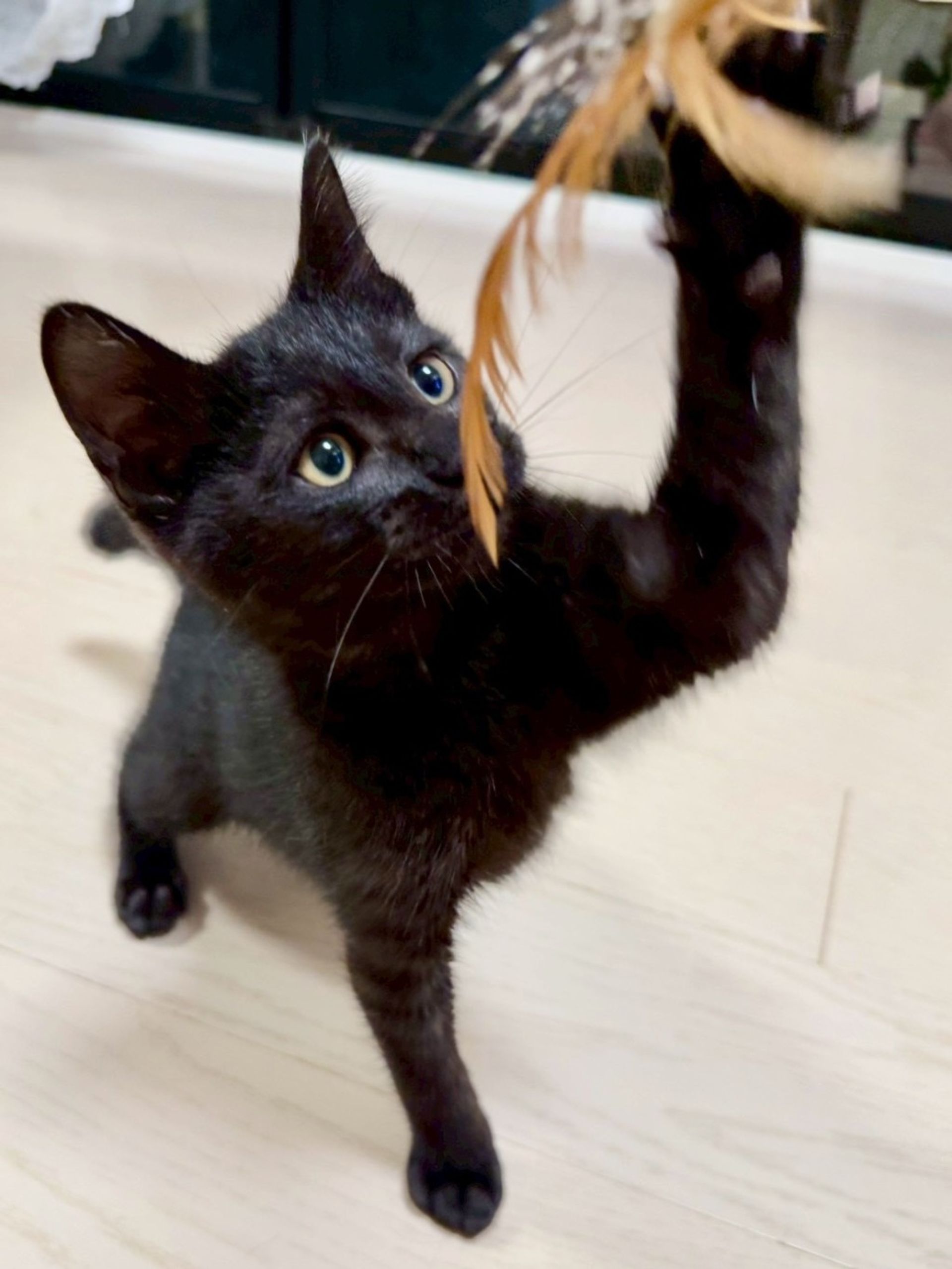 雑種（ミックス猫）・オスの里親募集の写真