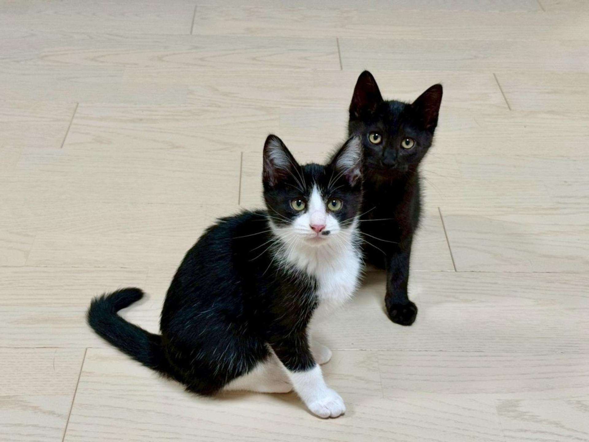 pet-image-5