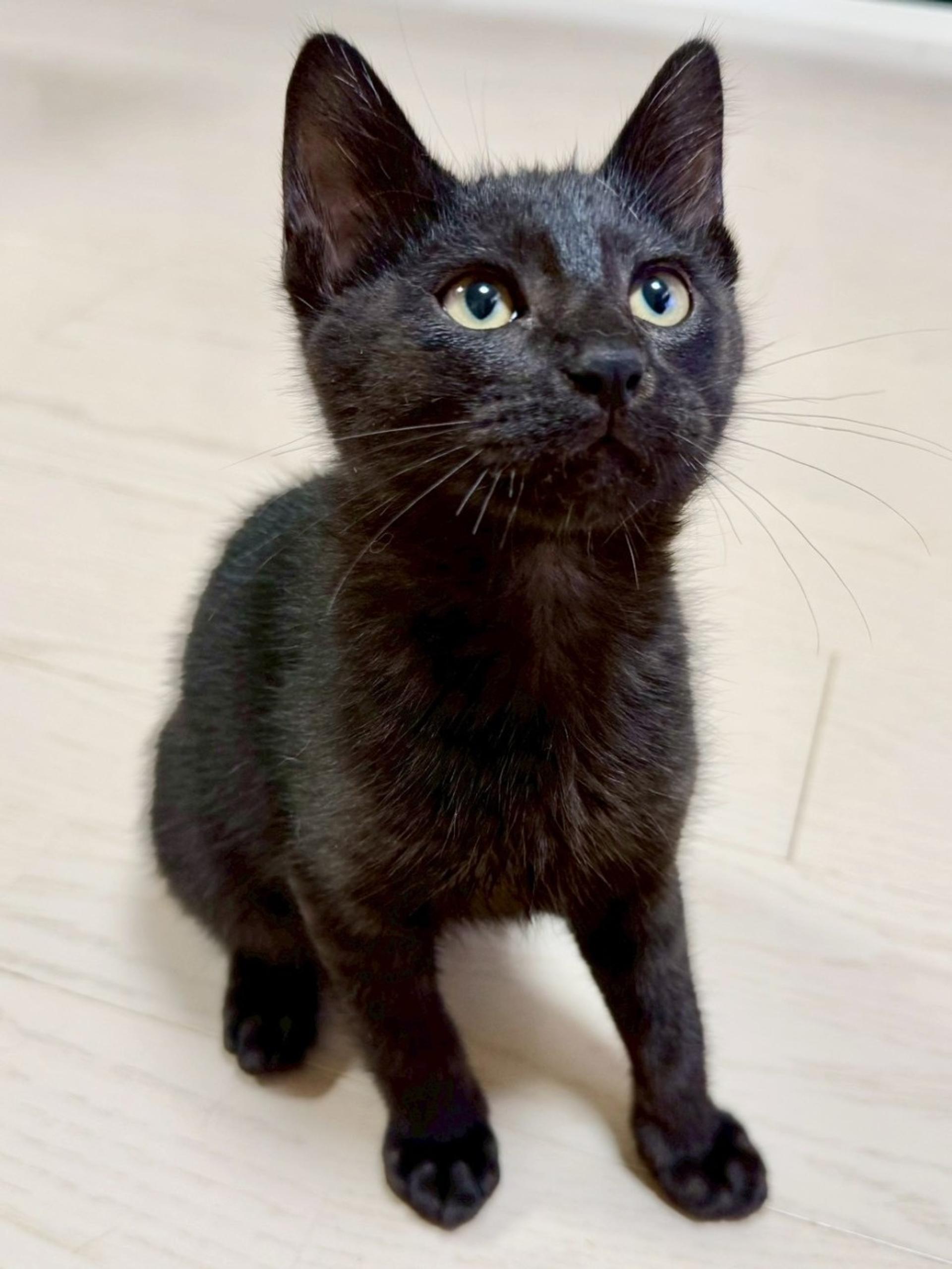 pet-image-2