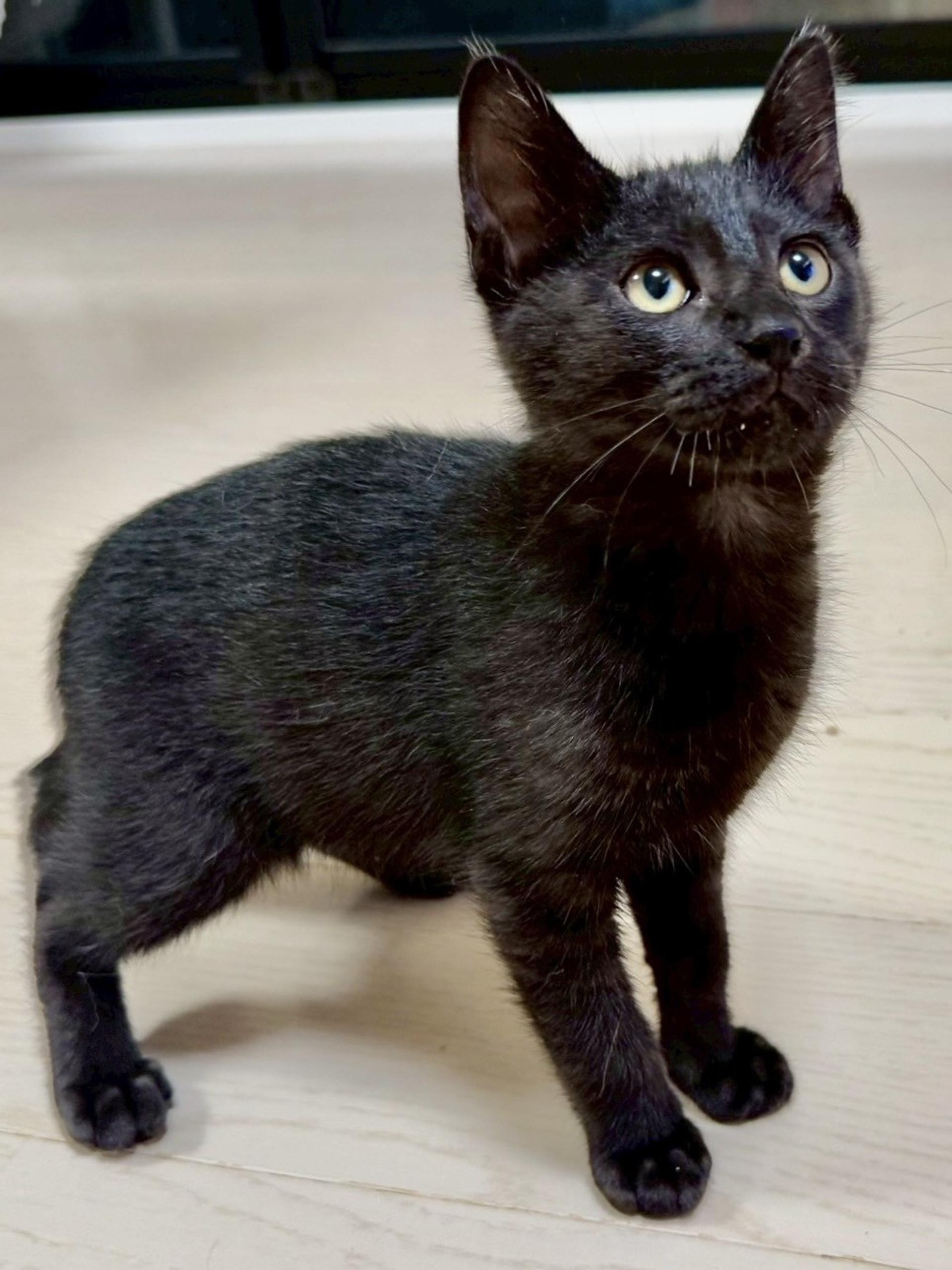 pet-image-3