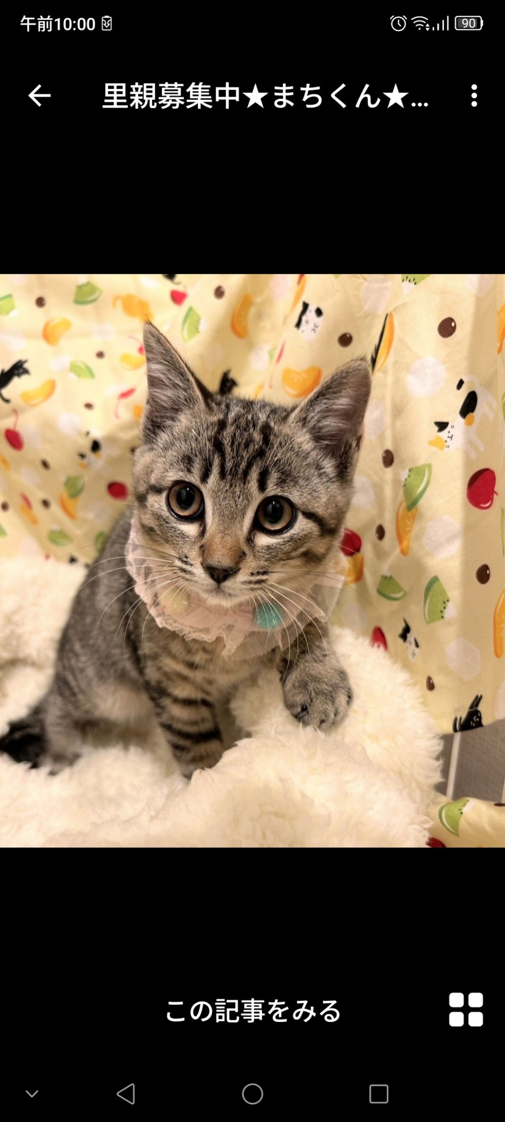 雑種（ミックス猫）・オスの里親募集の写真
