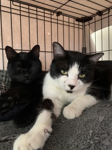 ハチベエ＆クロベエ