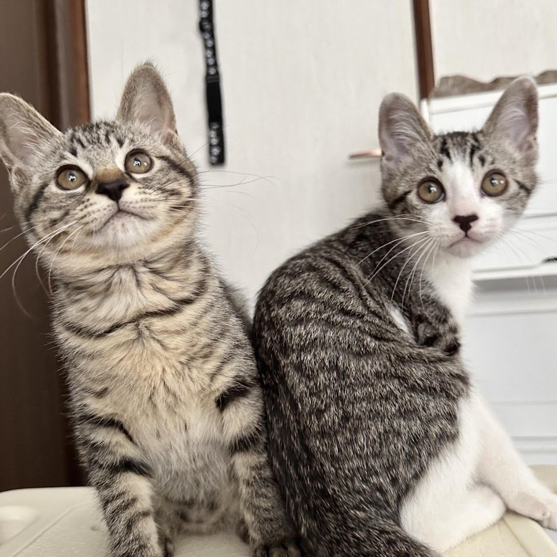pet-image-8