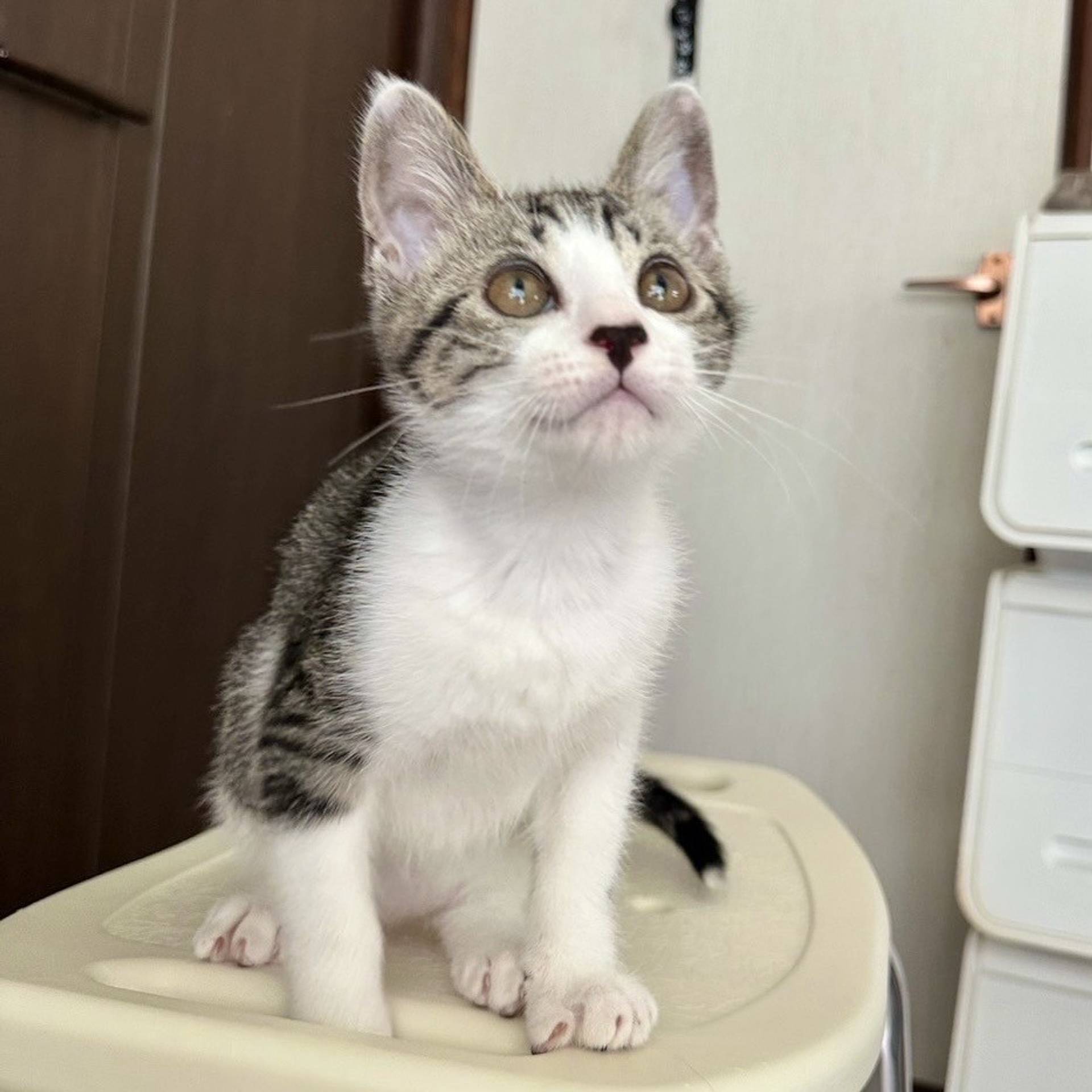 雑種（ミックス猫）・オスの里親募集の写真