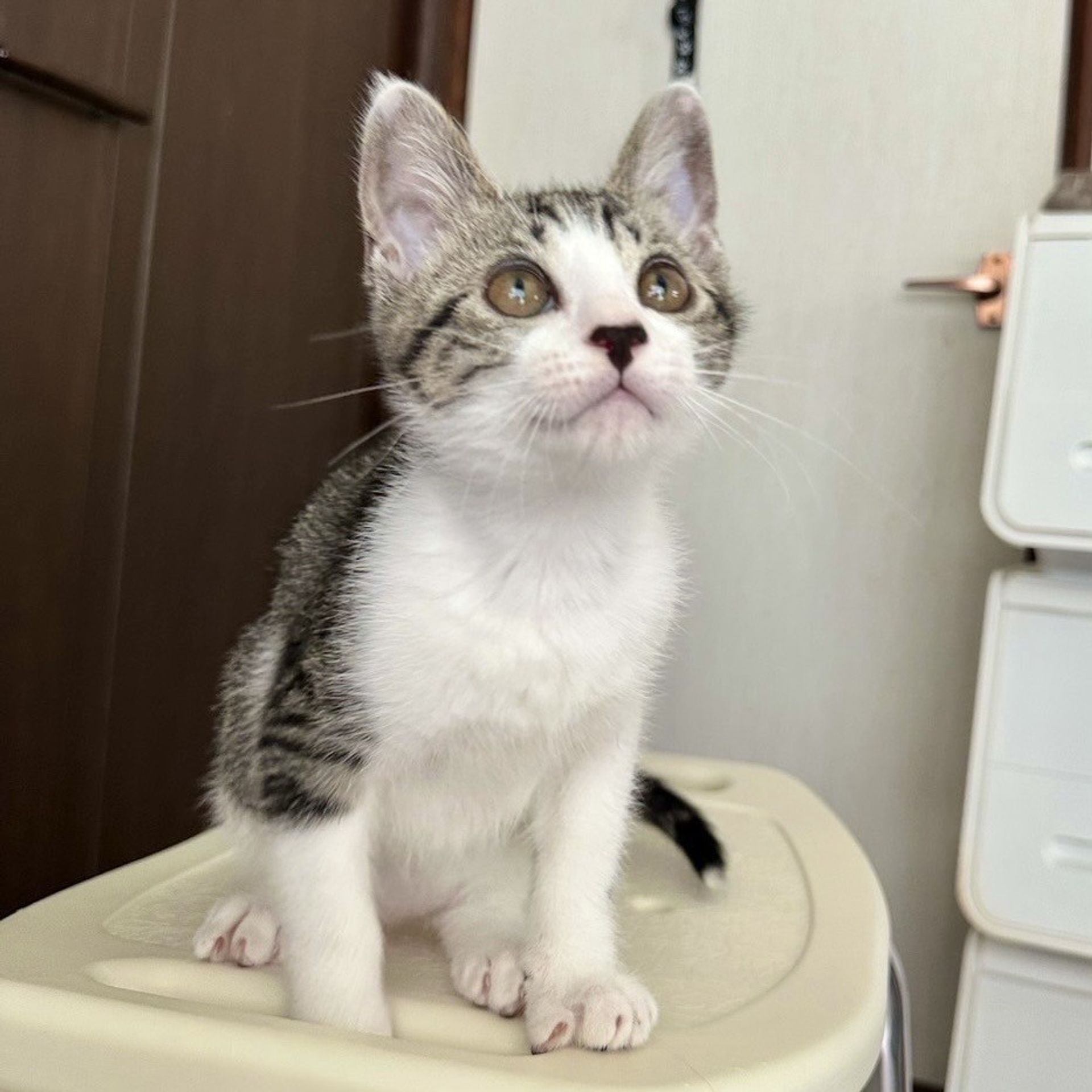雑種（ミックス猫）・オスの里親募集の写真