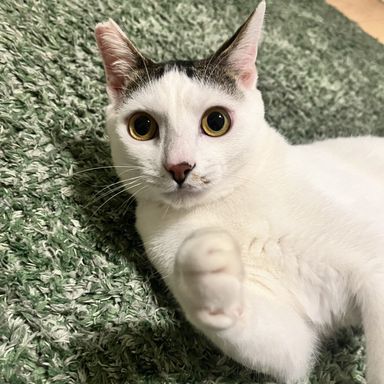 マフィン