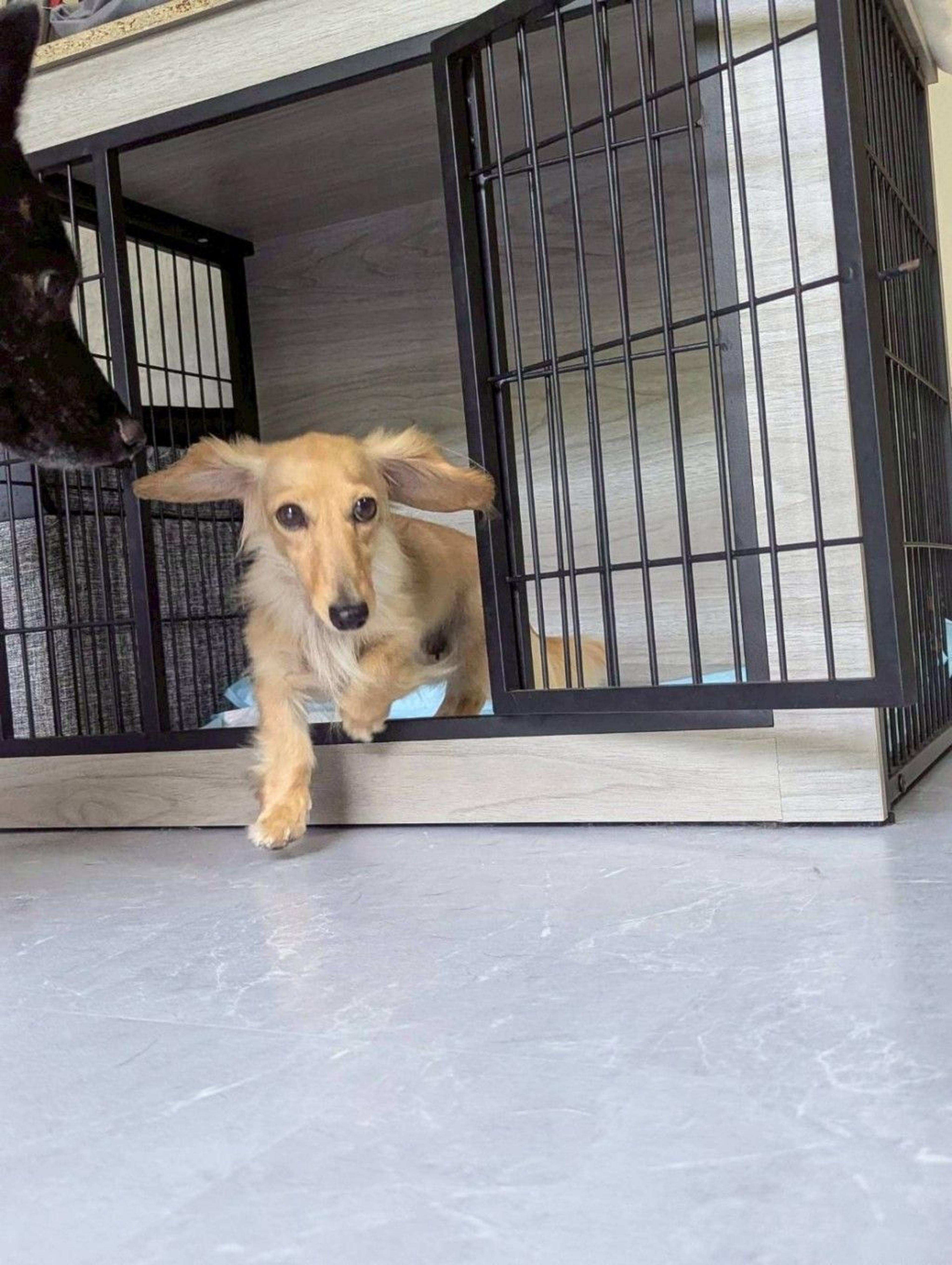 pet-image-3