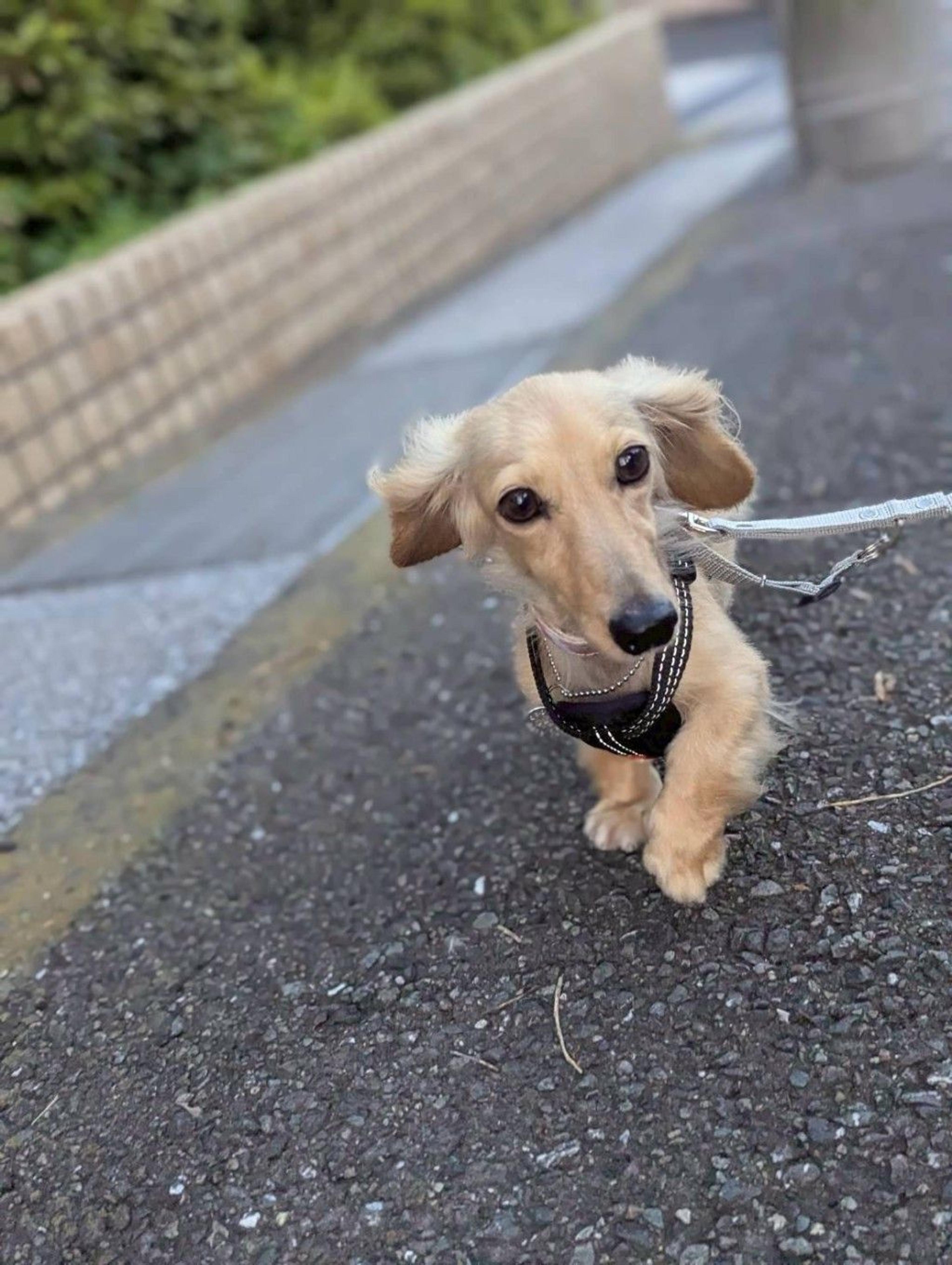pet-image-2