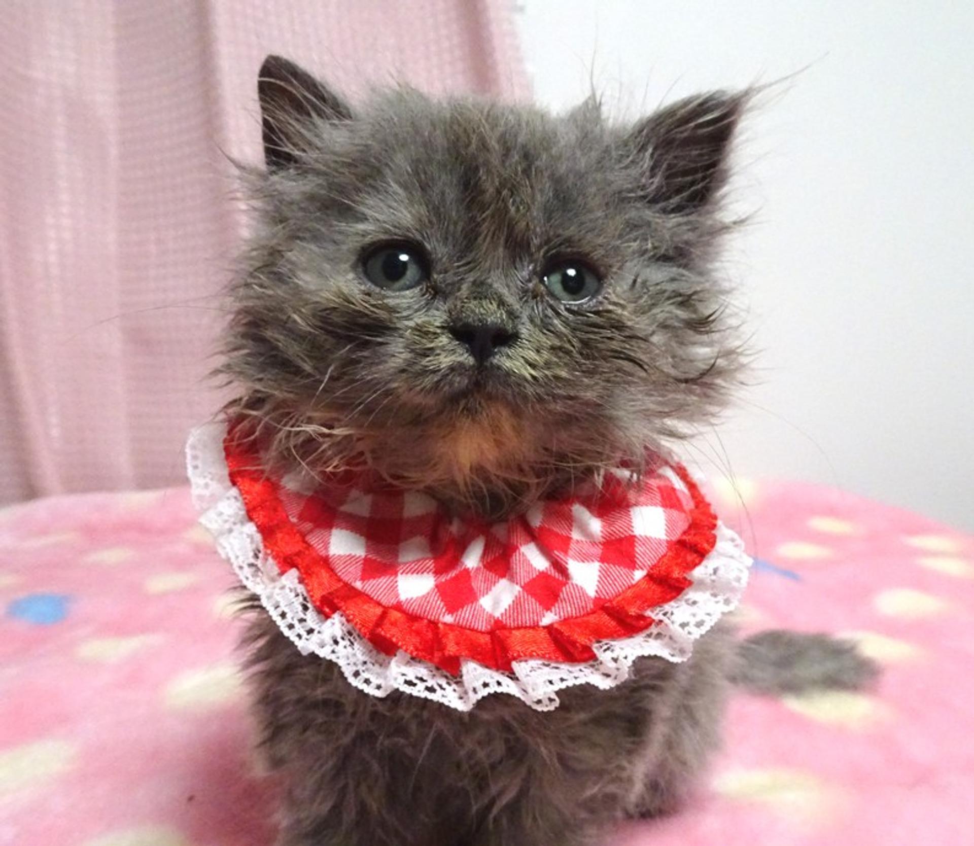 pet-image-2