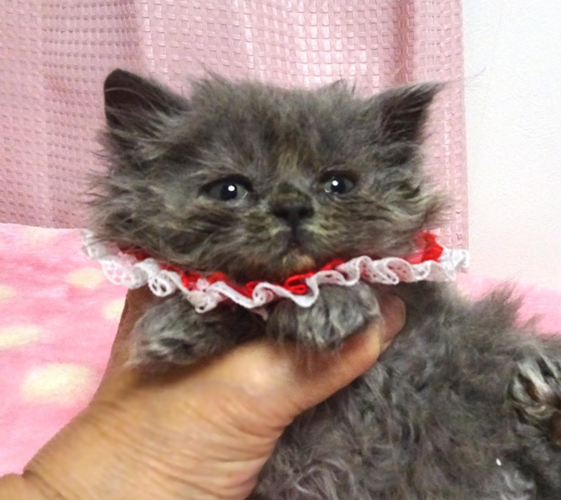 pet-image-3