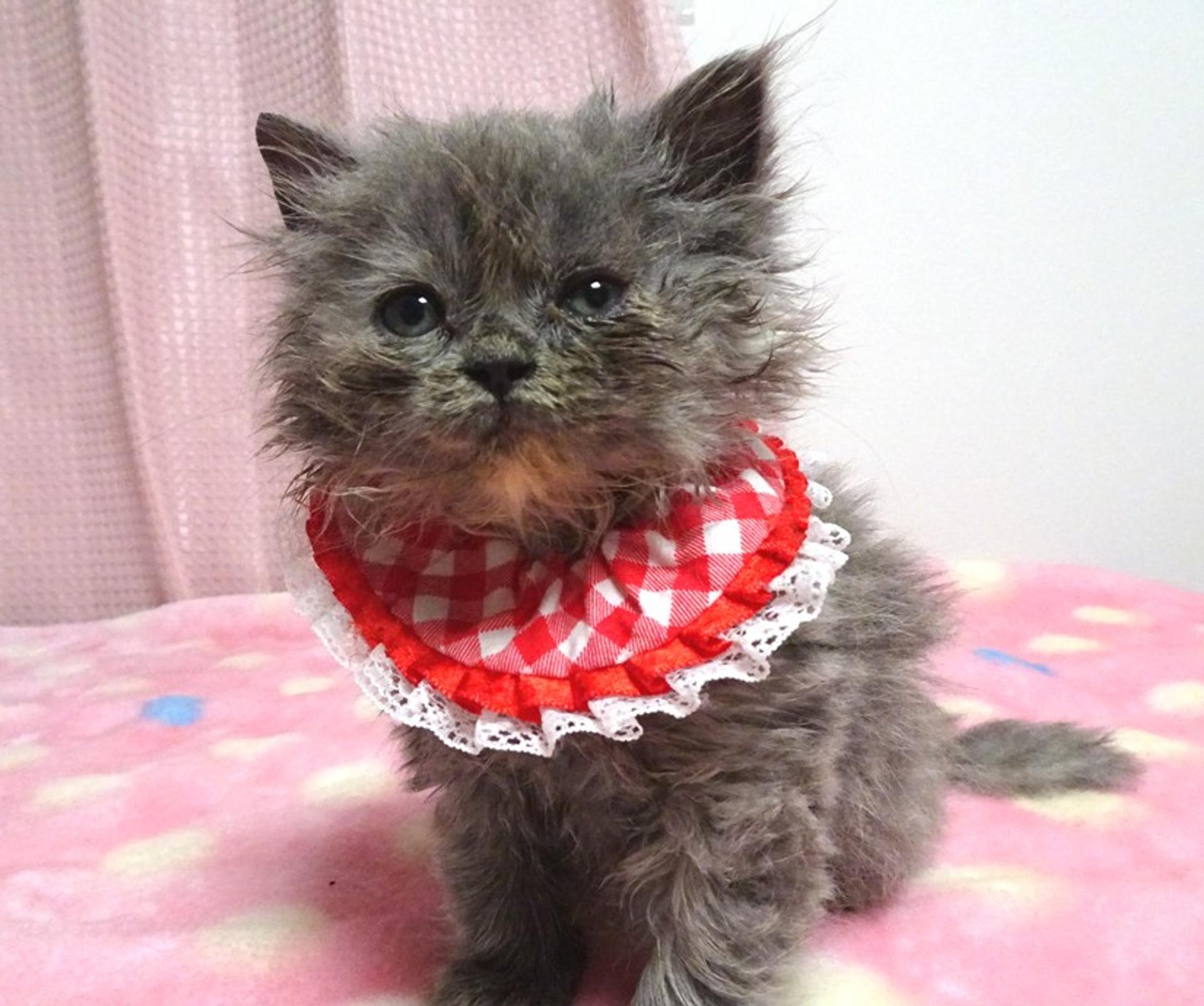 pet-image-4