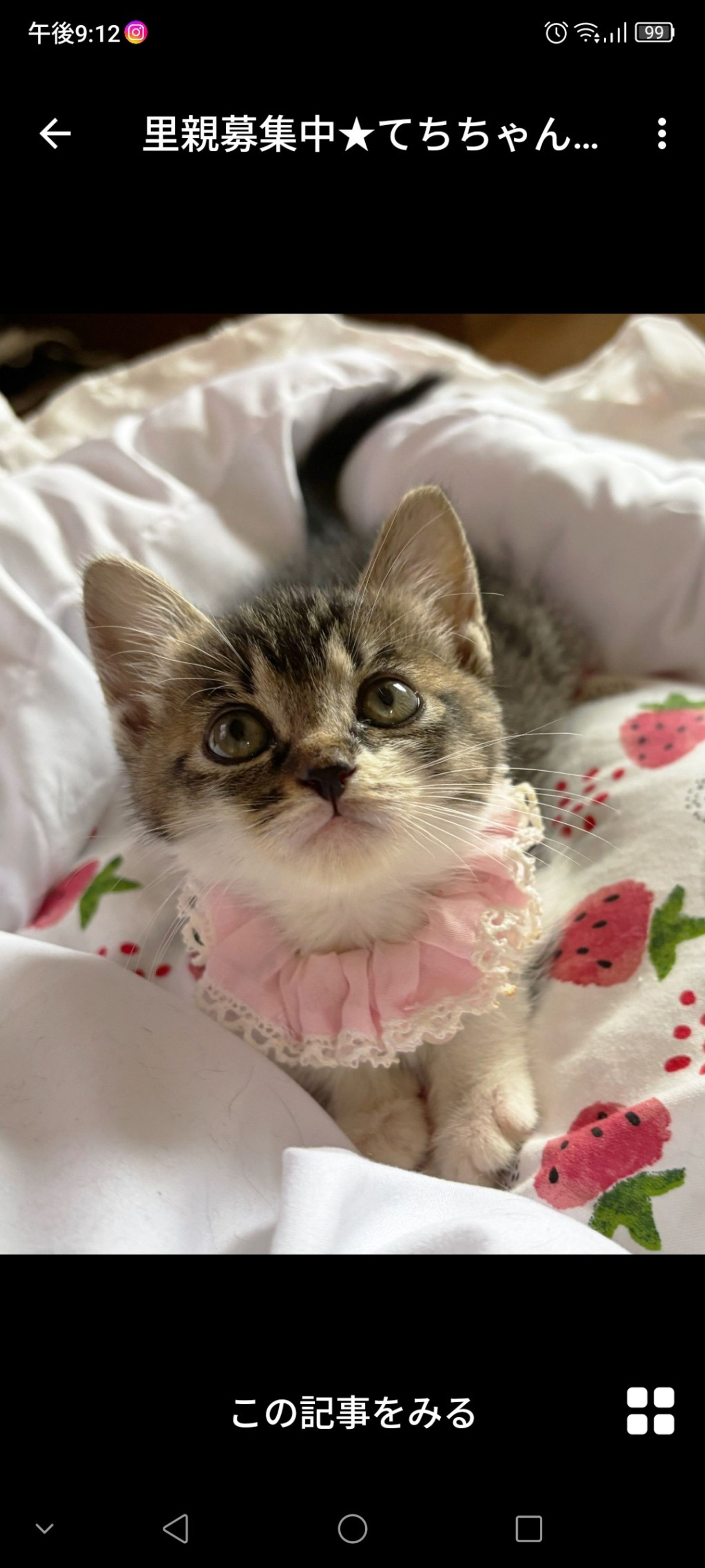 雑種（ミックス猫）・メスの里親募集の写真