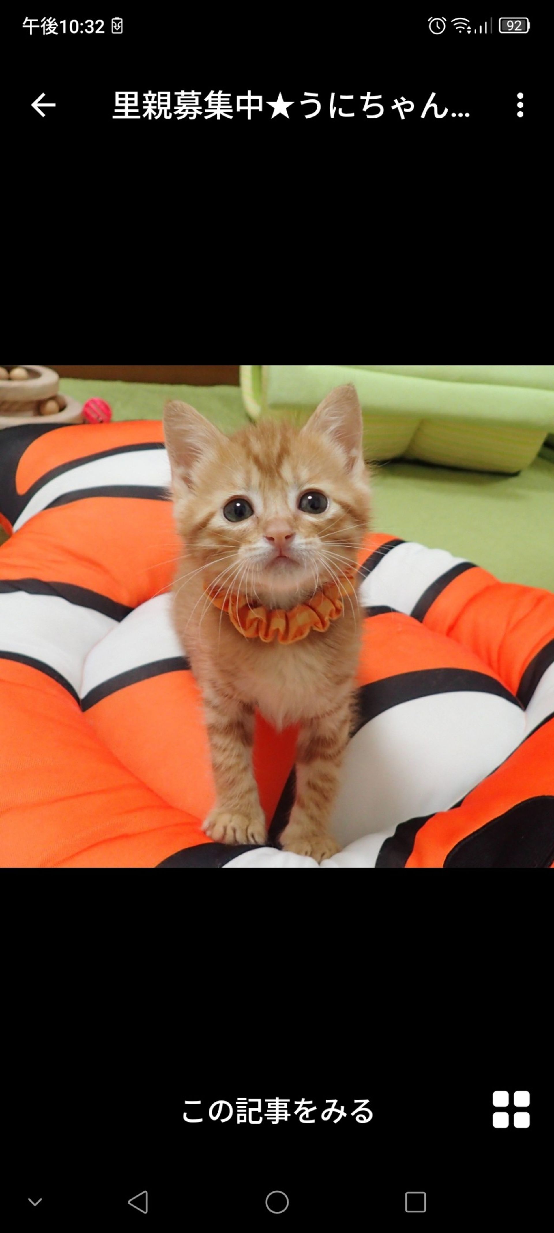 雑種（ミックス猫）・メスの里親募集の写真