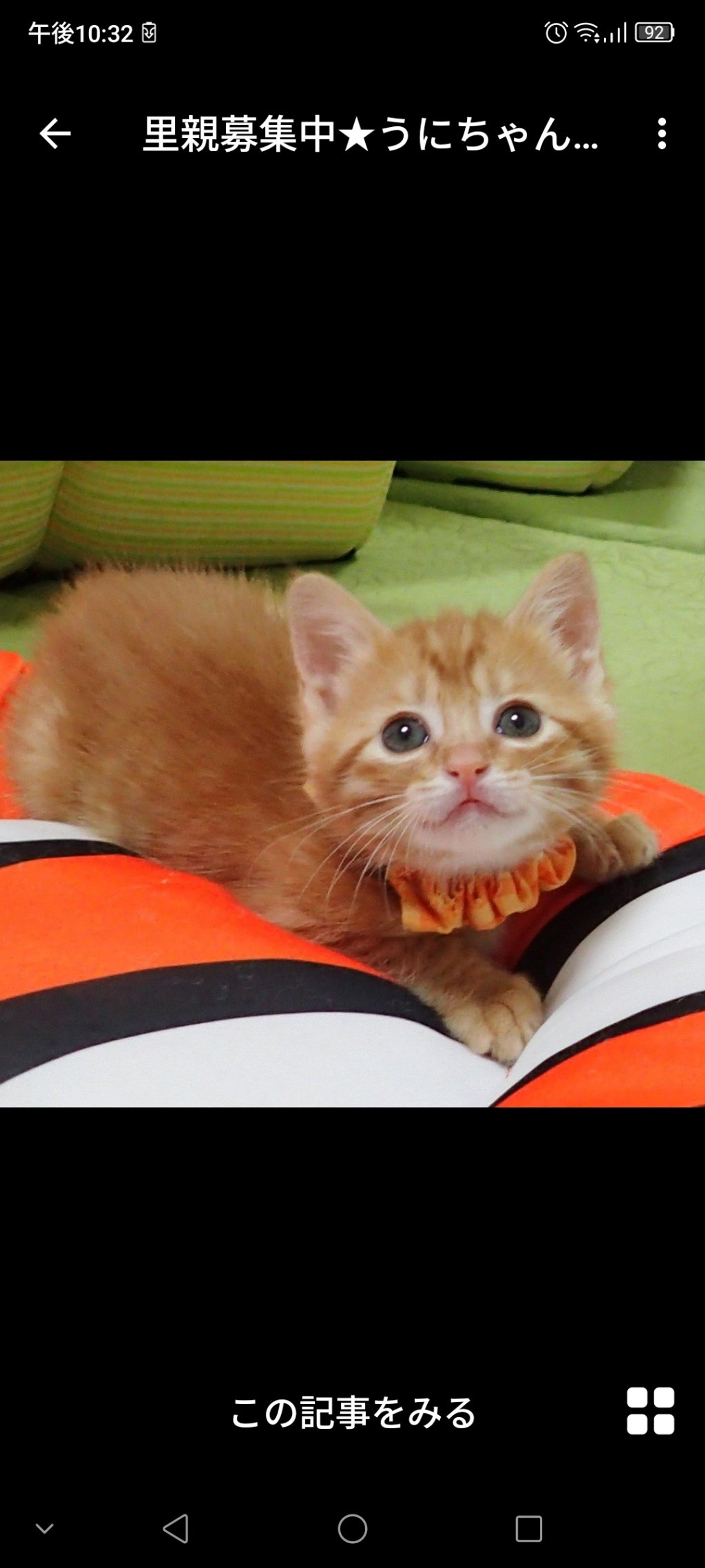 雑種（ミックス猫）・メスの里親募集の写真