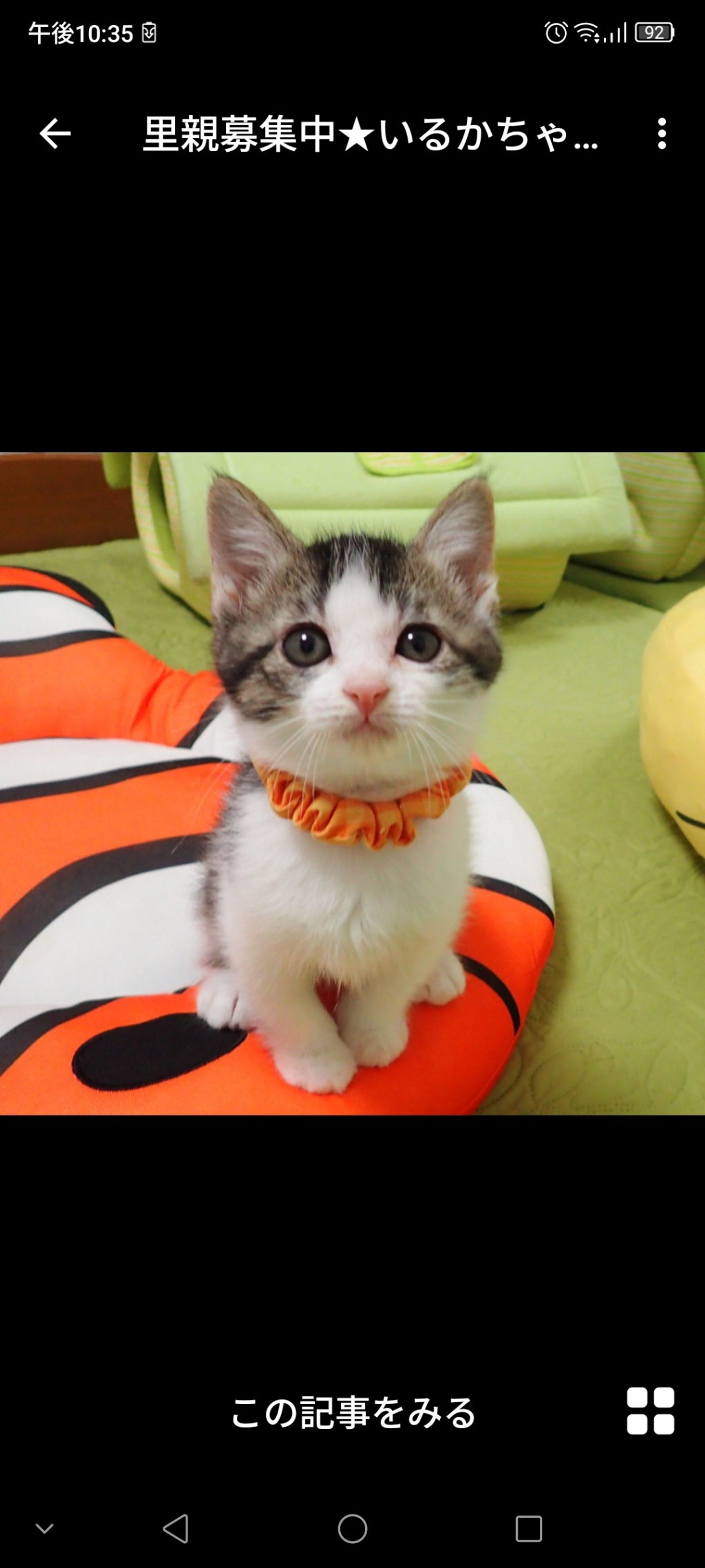 雑種（ミックス猫）・メスの里親募集の写真