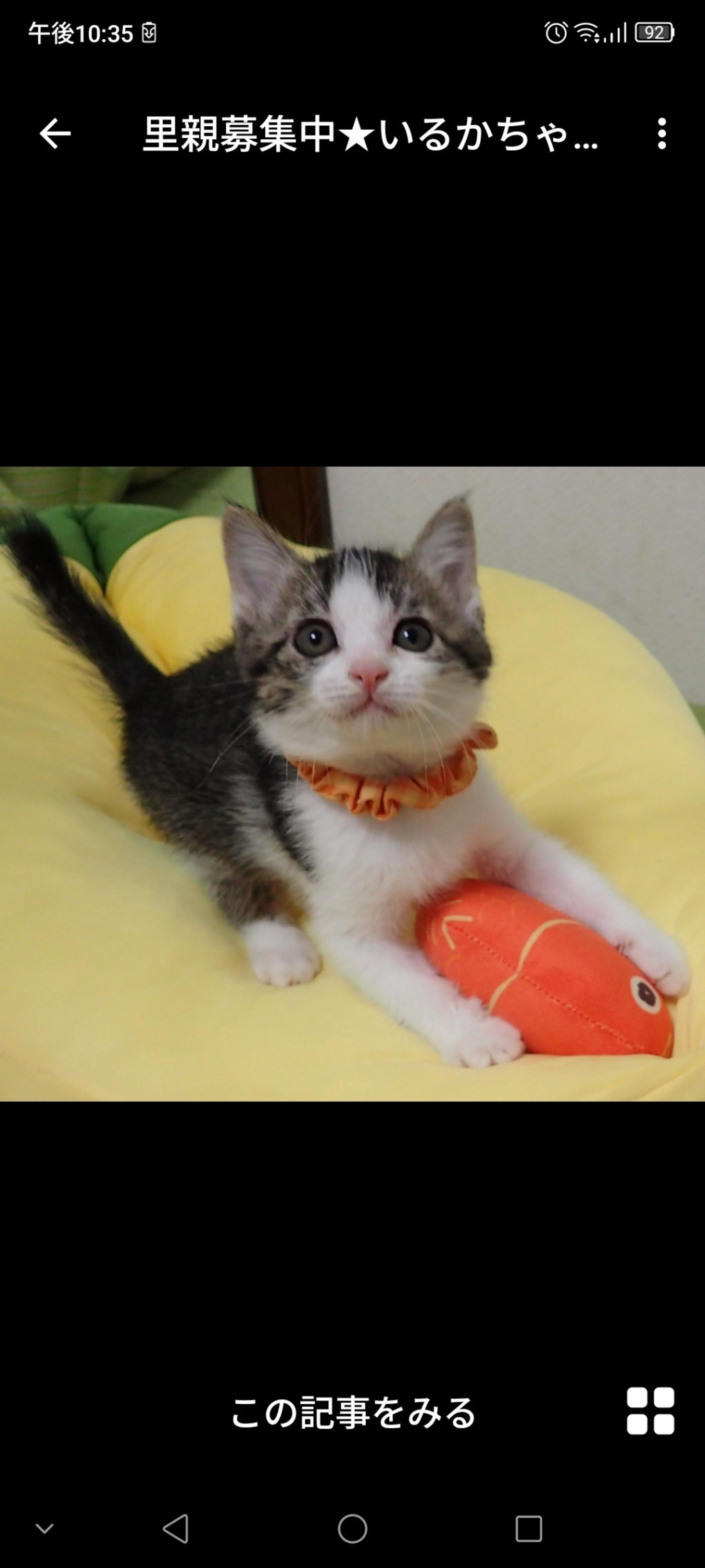 pet-image-3