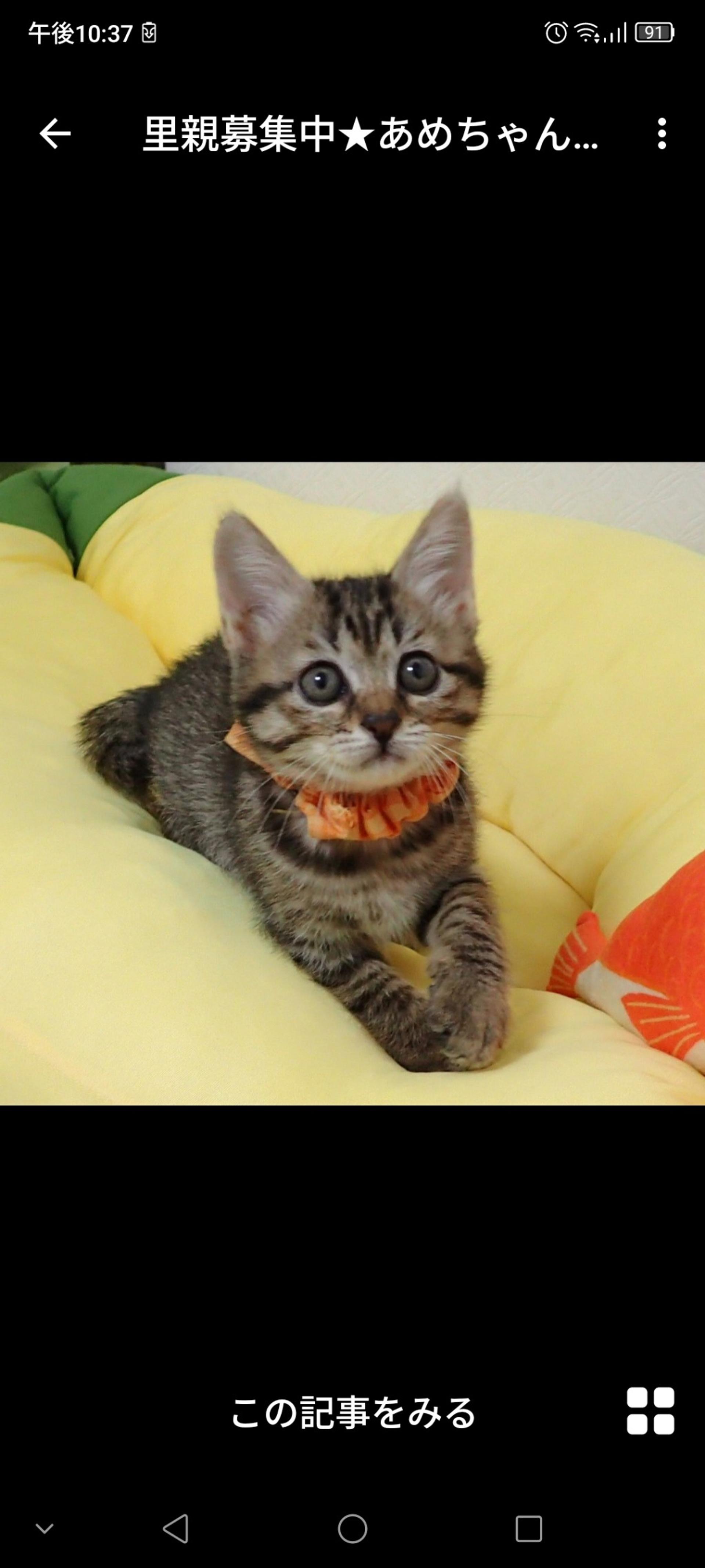 pet-image-3
