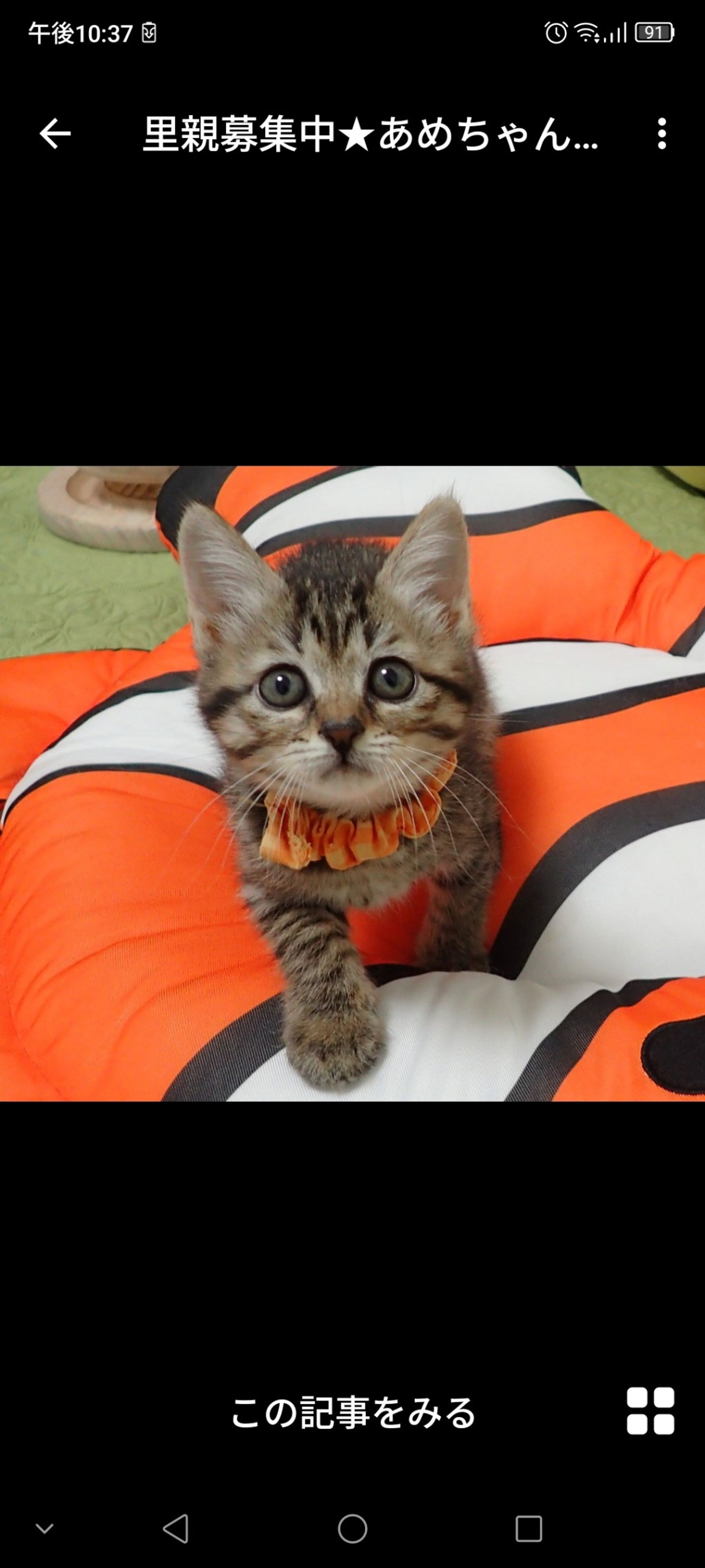 雑種（ミックス猫）・メスの里親募集の写真