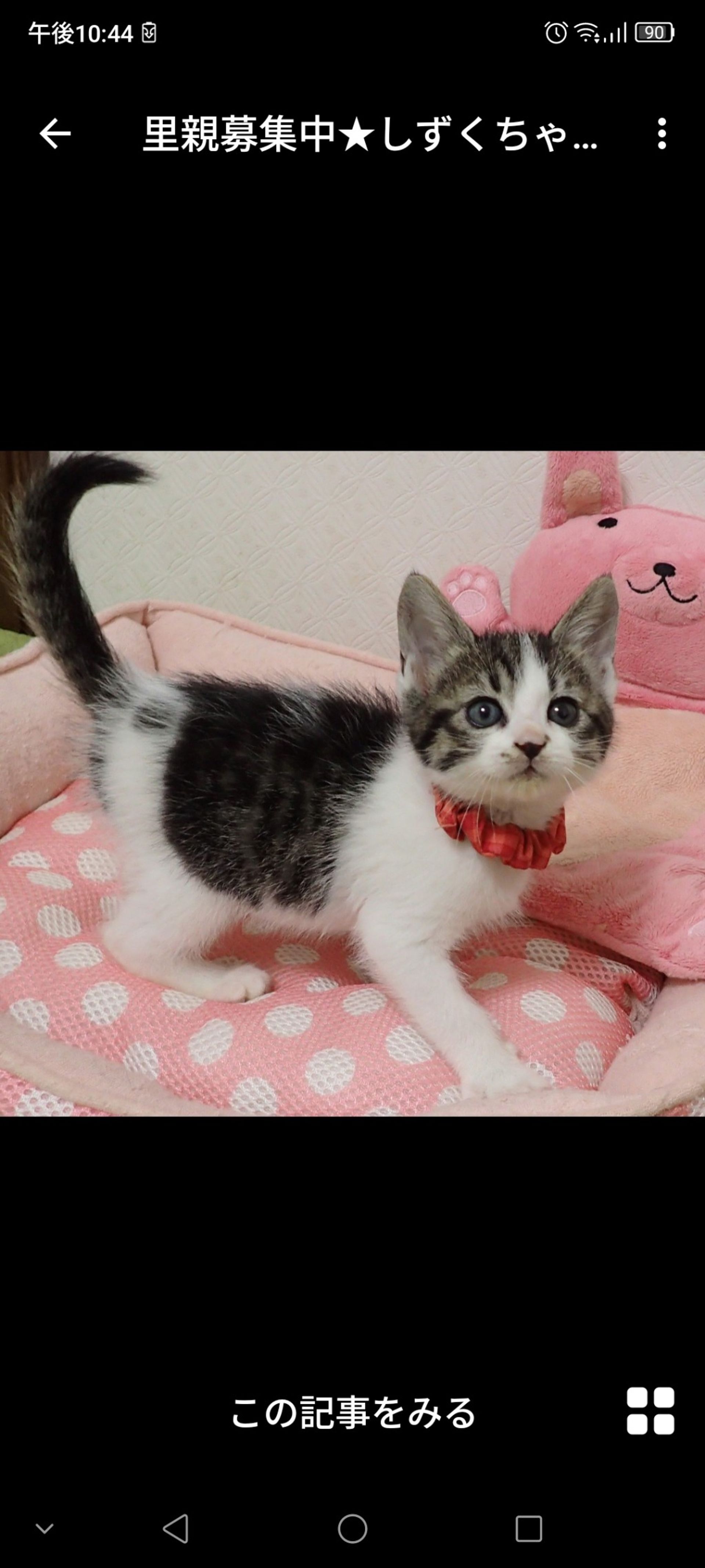 雑種（ミックス猫）・メスの里親募集の写真