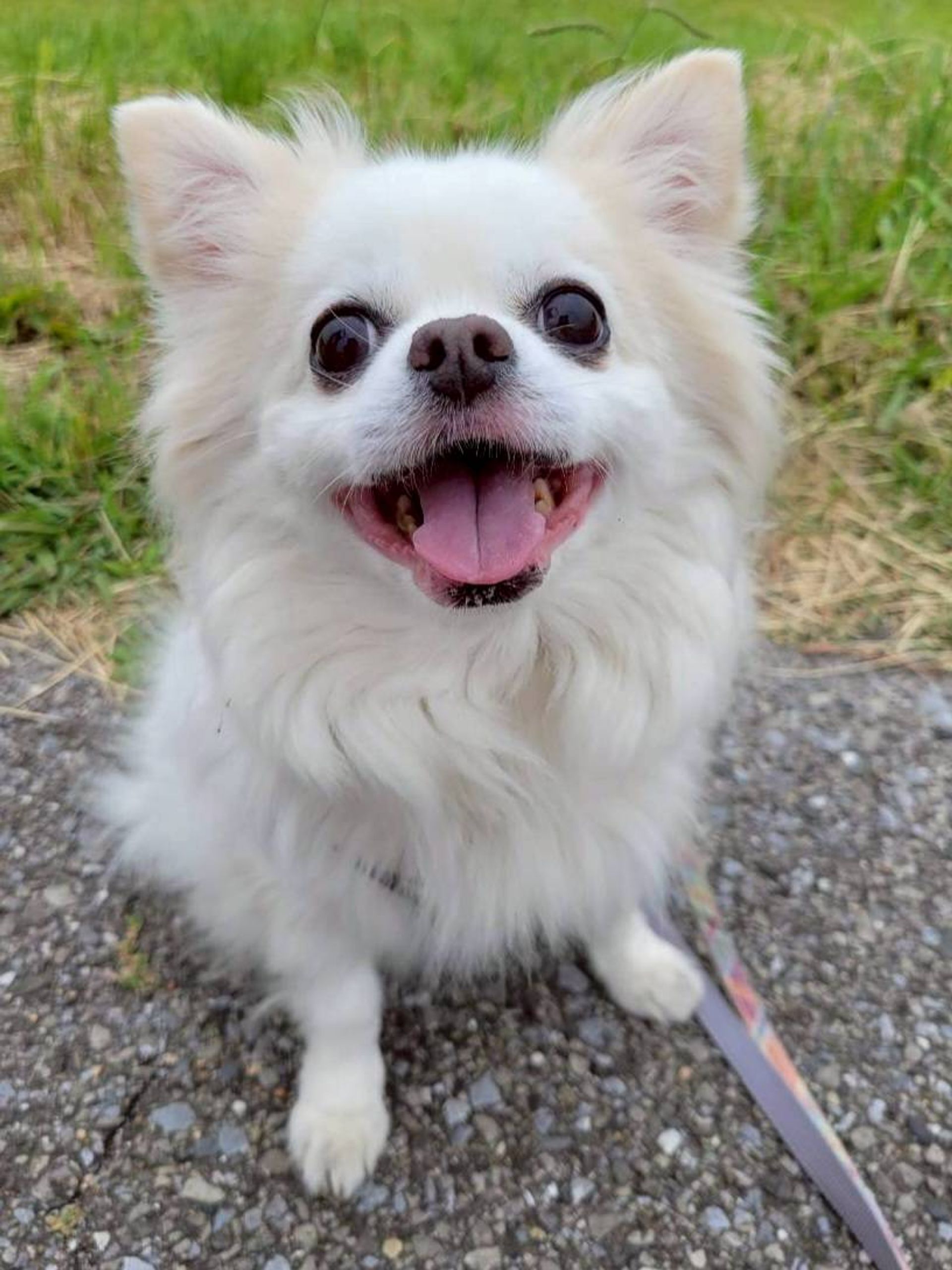 雑種（ミックス犬）・オスの里親募集の写真