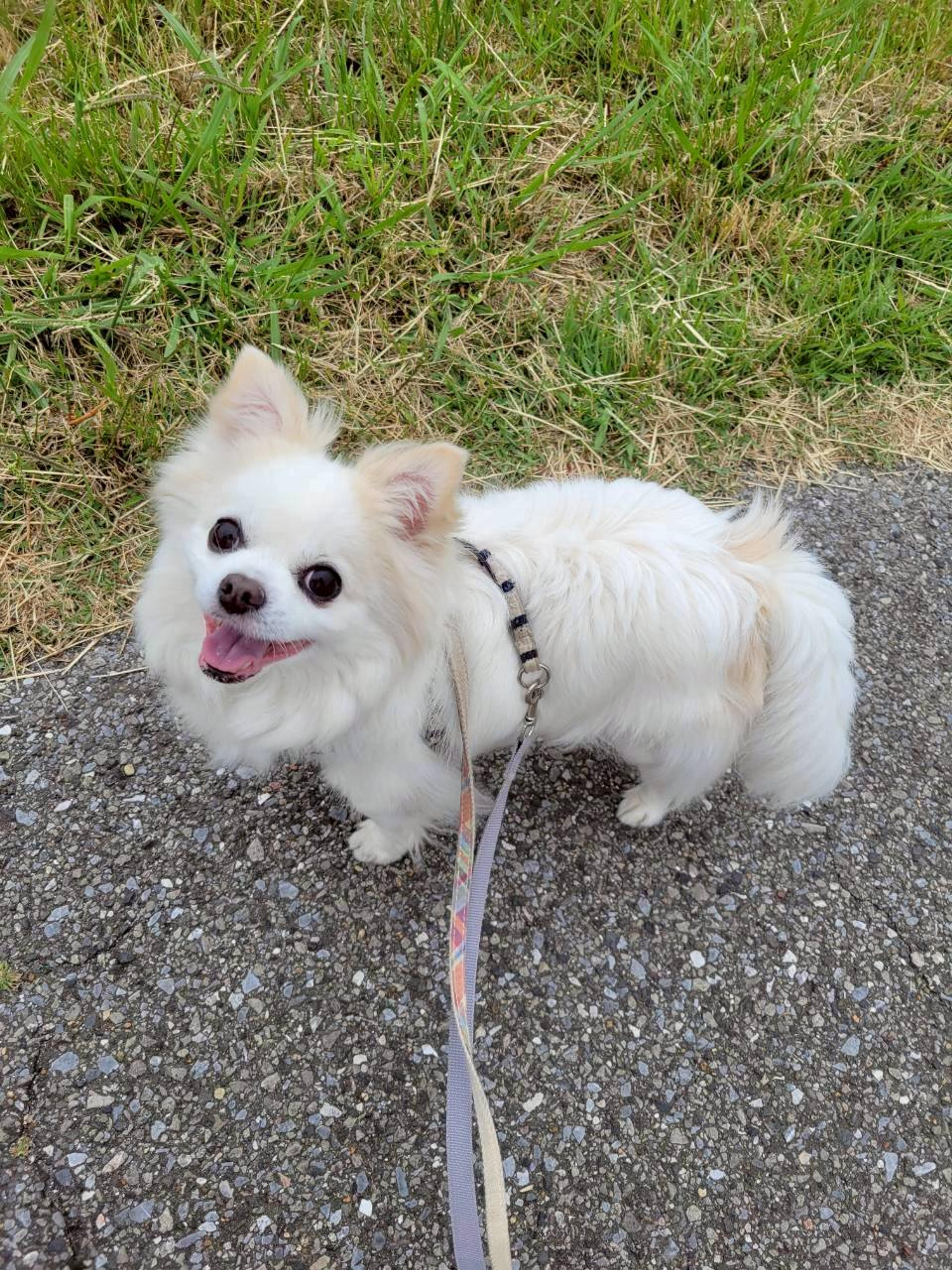 pet-image-2
