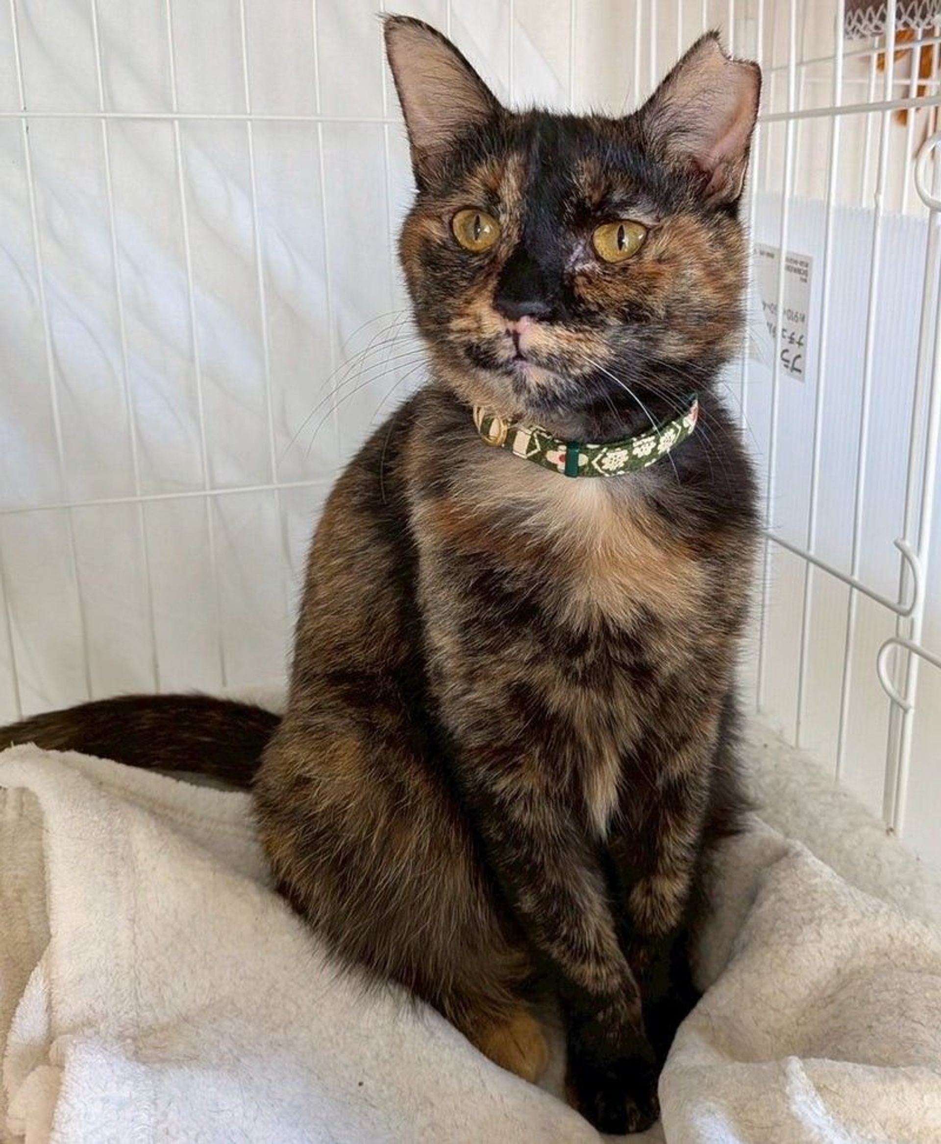 雑種（ミックス猫）・メスの里親募集の写真