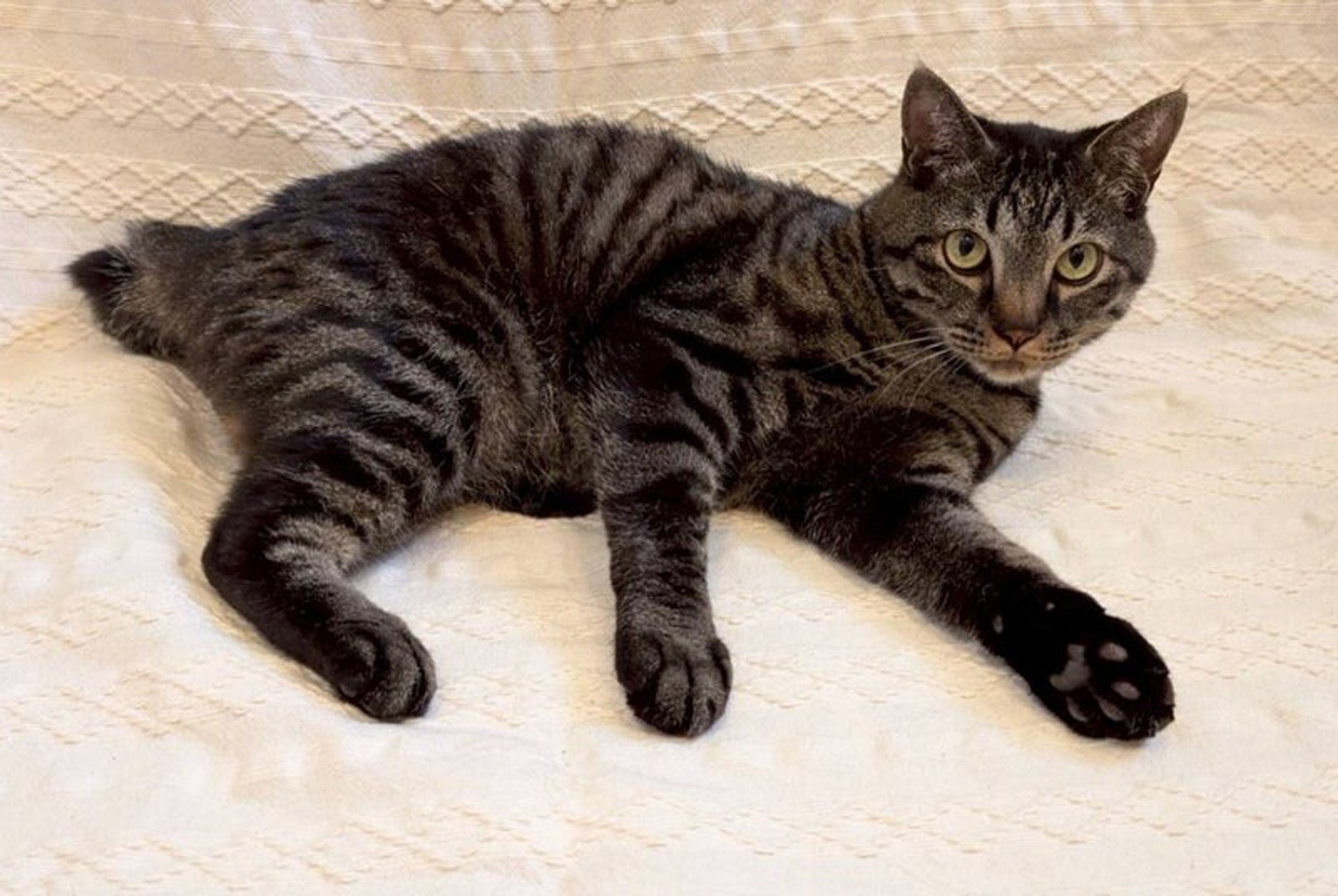 pet-image-2