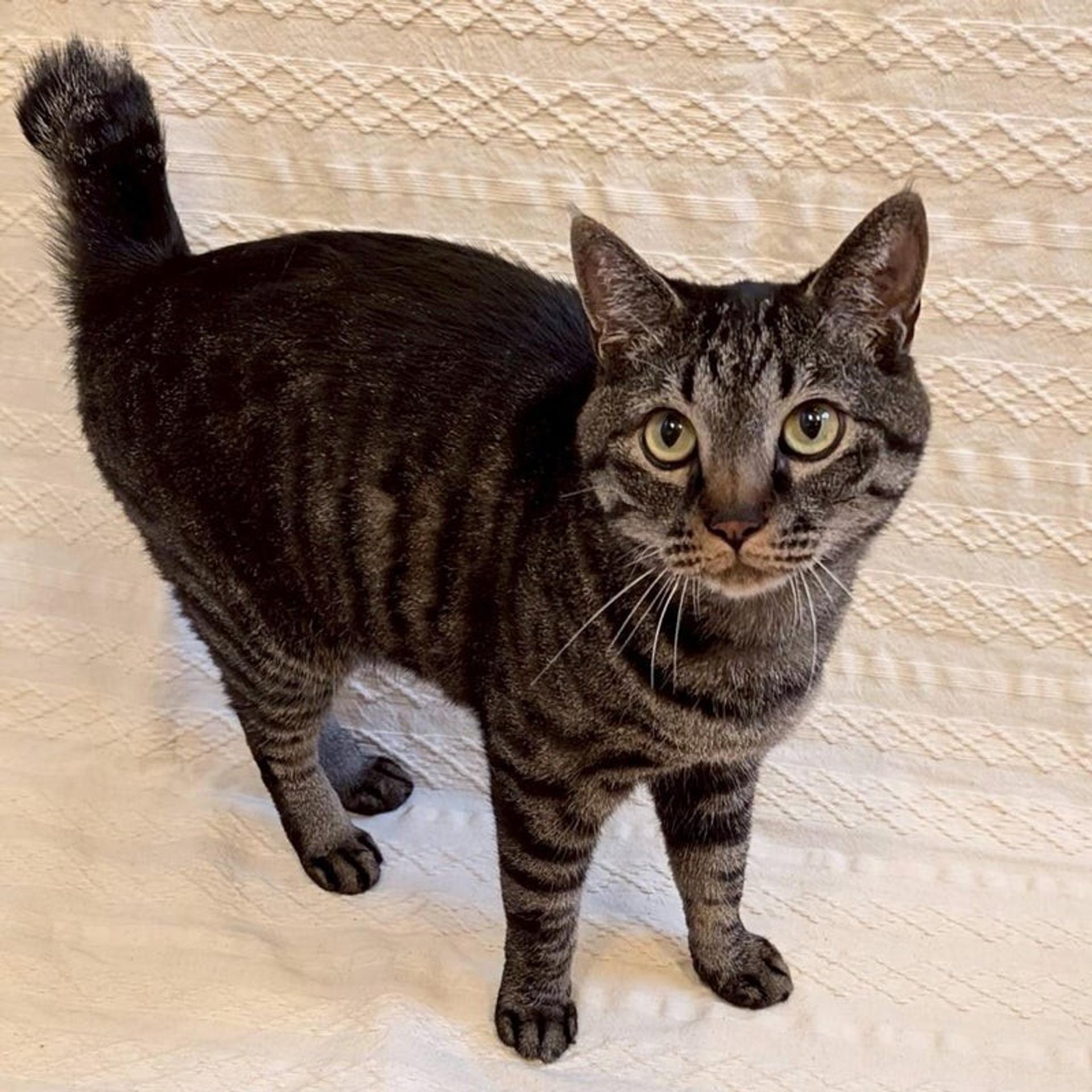 pet-image-4