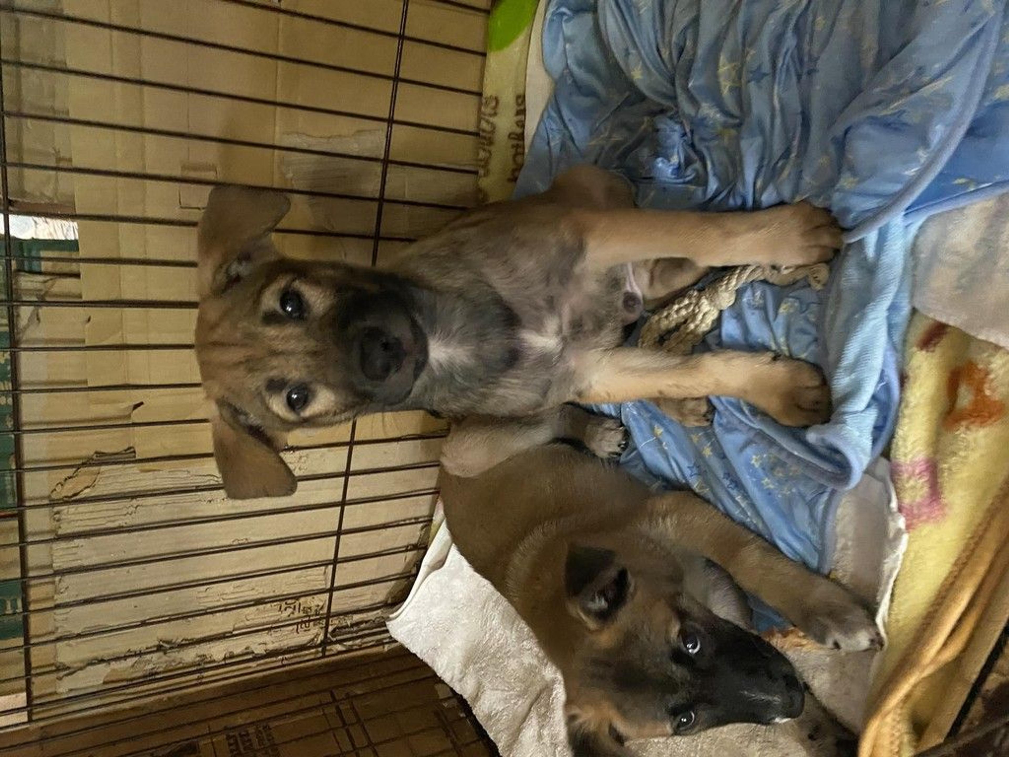 pet-image-2