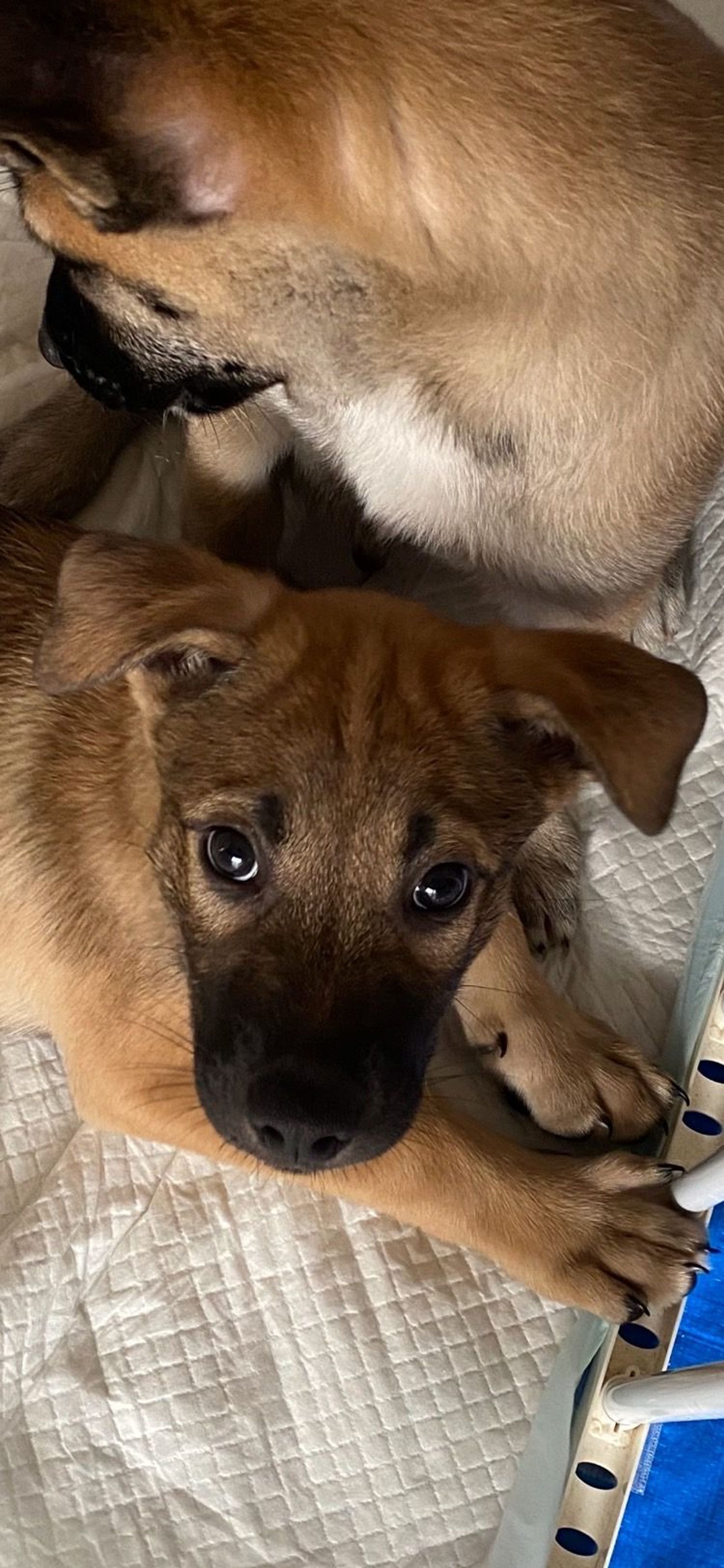 雑種（ミックス犬）・オスの里親募集の写真